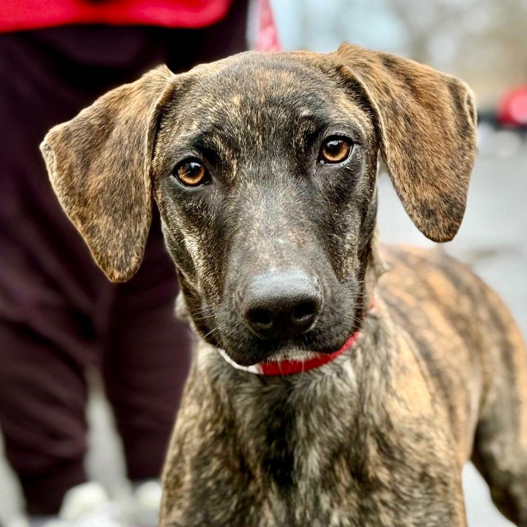 Enlarge Lil Bit, a Adoptable mixed breed in Bloomfield, CT image 3/3