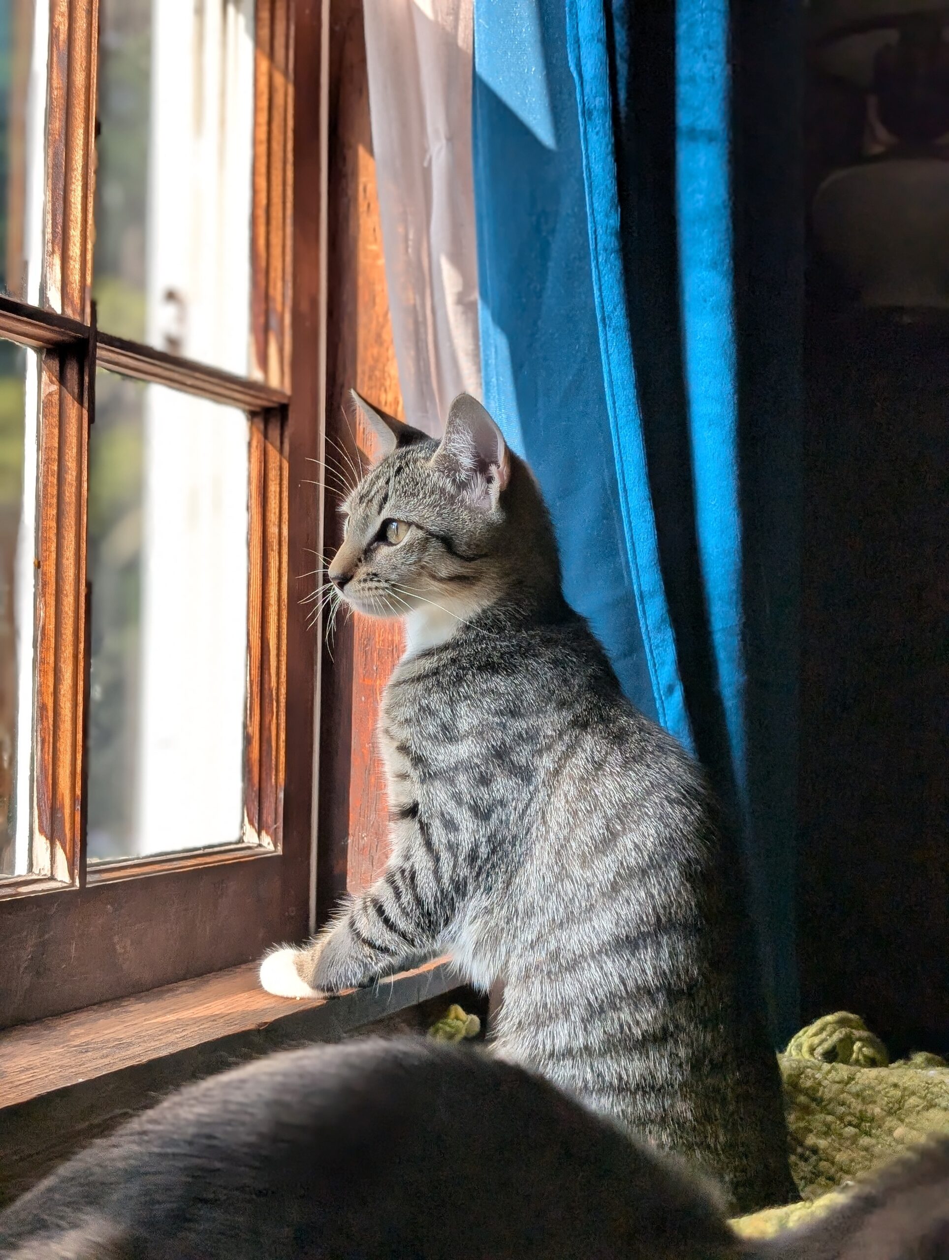Everything Bagel With Cream Cheese, a Adopted mixed breed in Newtown, CT image 5/5