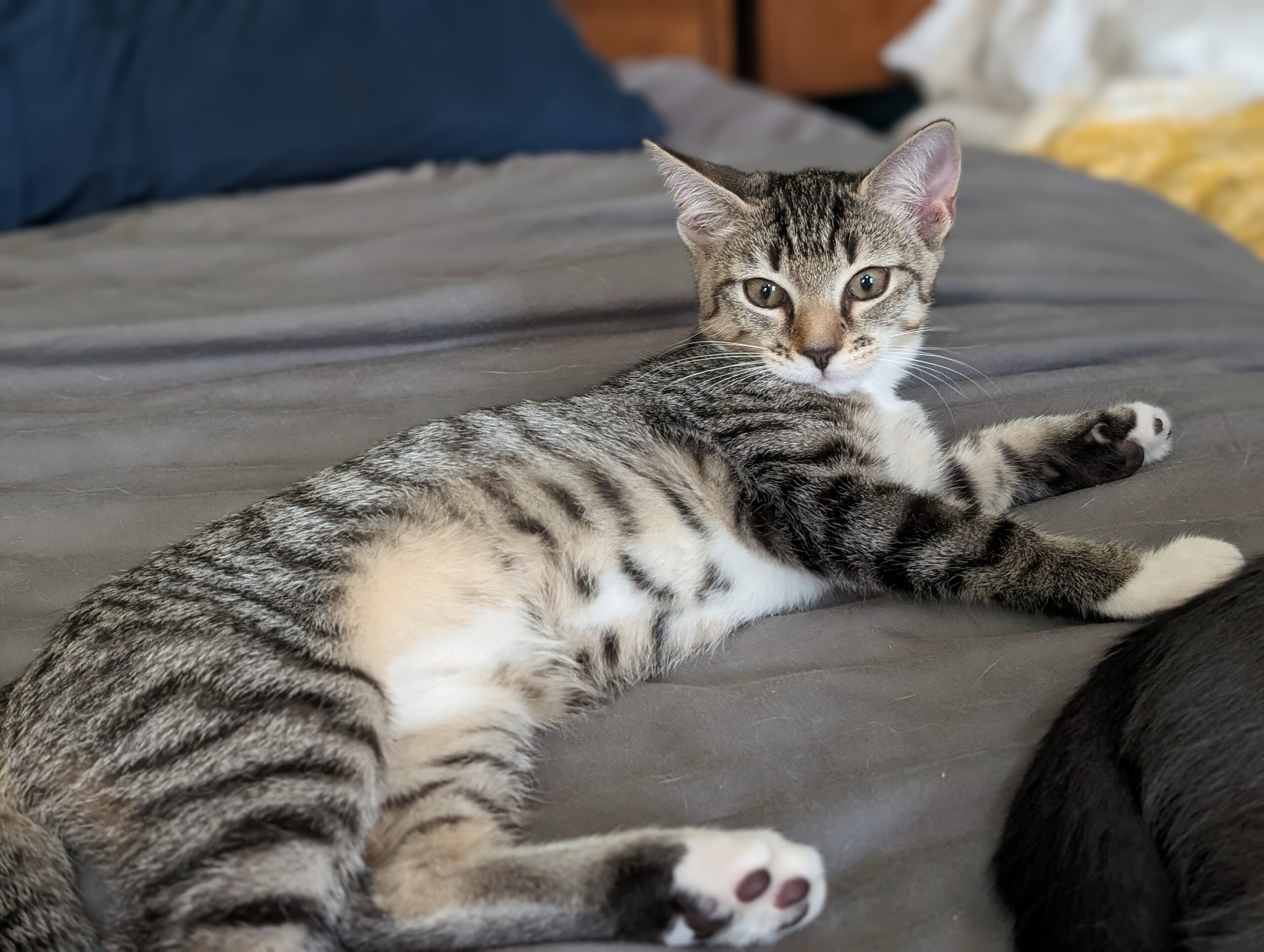 Everything Bagel With Cream Cheese, Adopted, Young Female Tabby & Tiger.