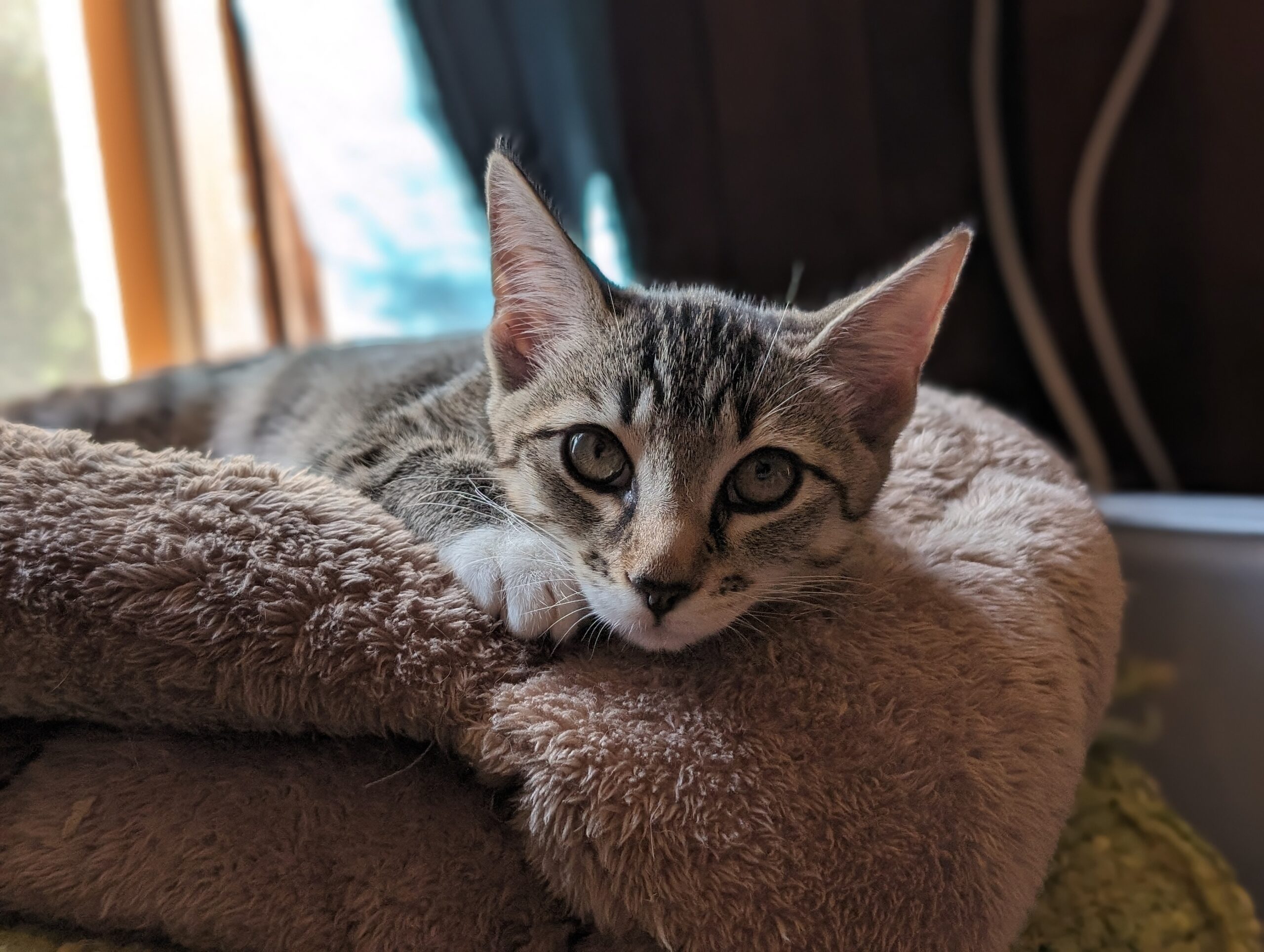 Everything Bagel With Cream Cheese, a Adopted mixed breed in Newtown, CT image 4/5