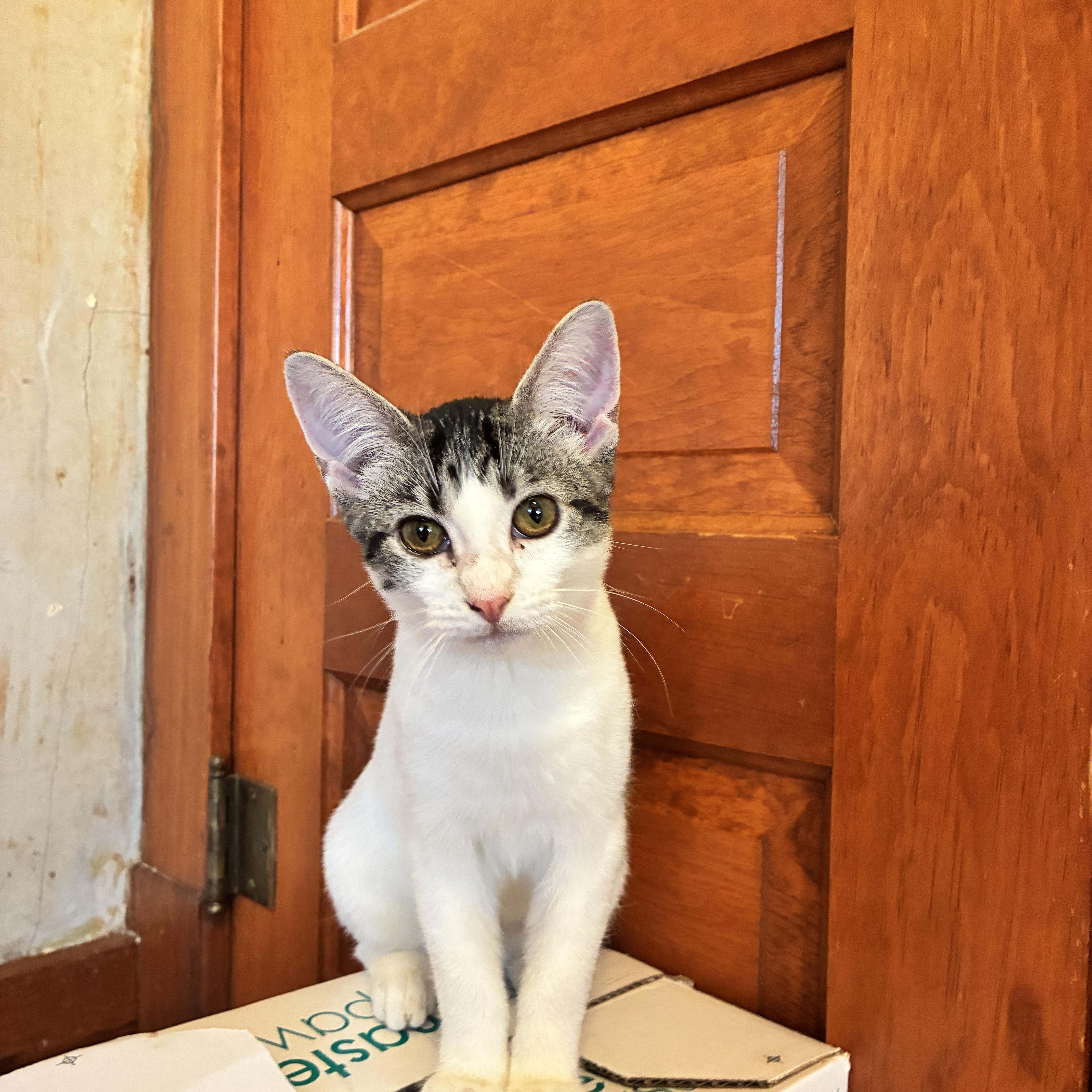 Lilly, a Adoptable Domestic Short Hair in Manhattan , KS image 1/5