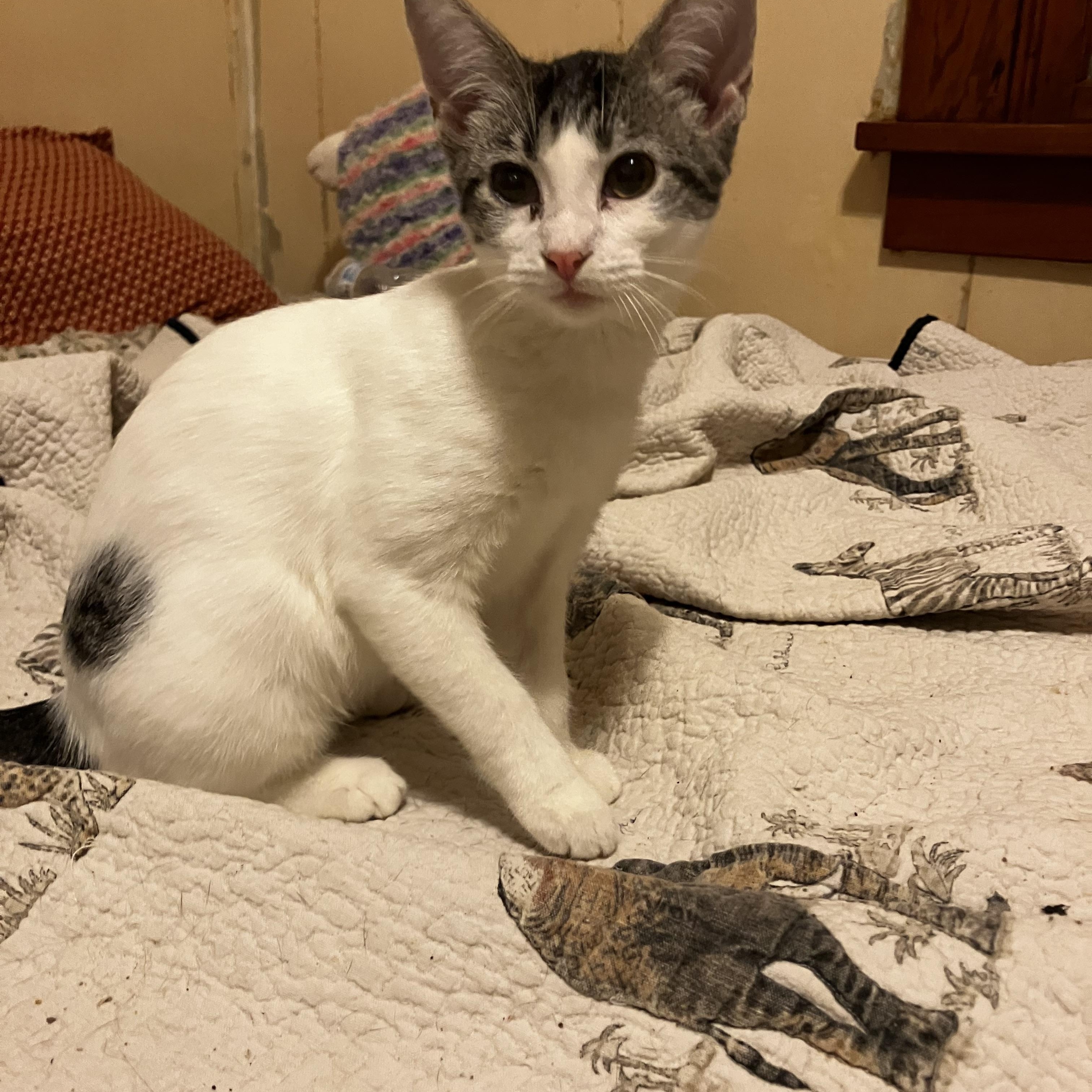 Lilly, a Adoptable Domestic Short Hair in Manhattan , KS image 2/5