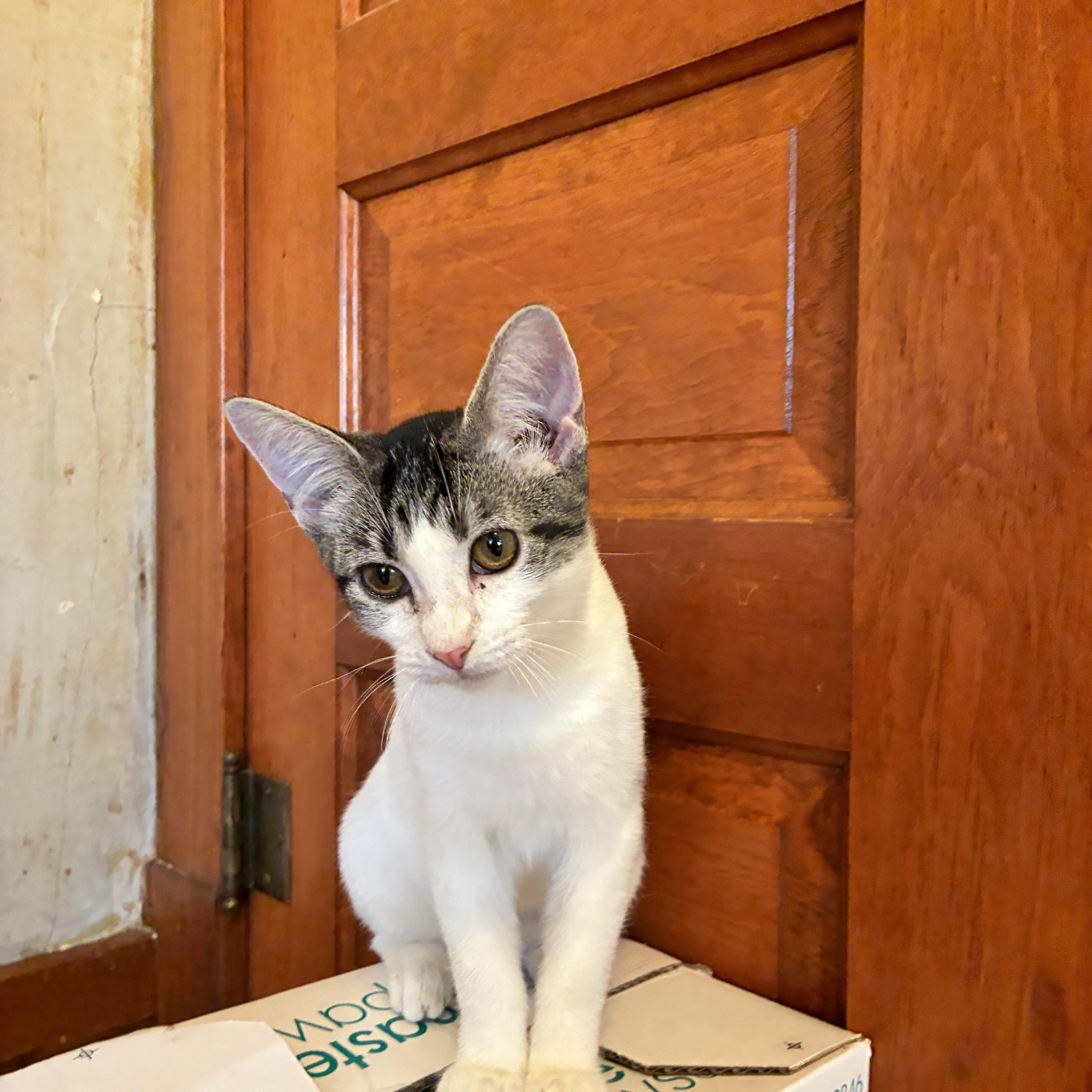 Lilly, a Adoptable Domestic Short Hair in Manhattan , KS image 3/5