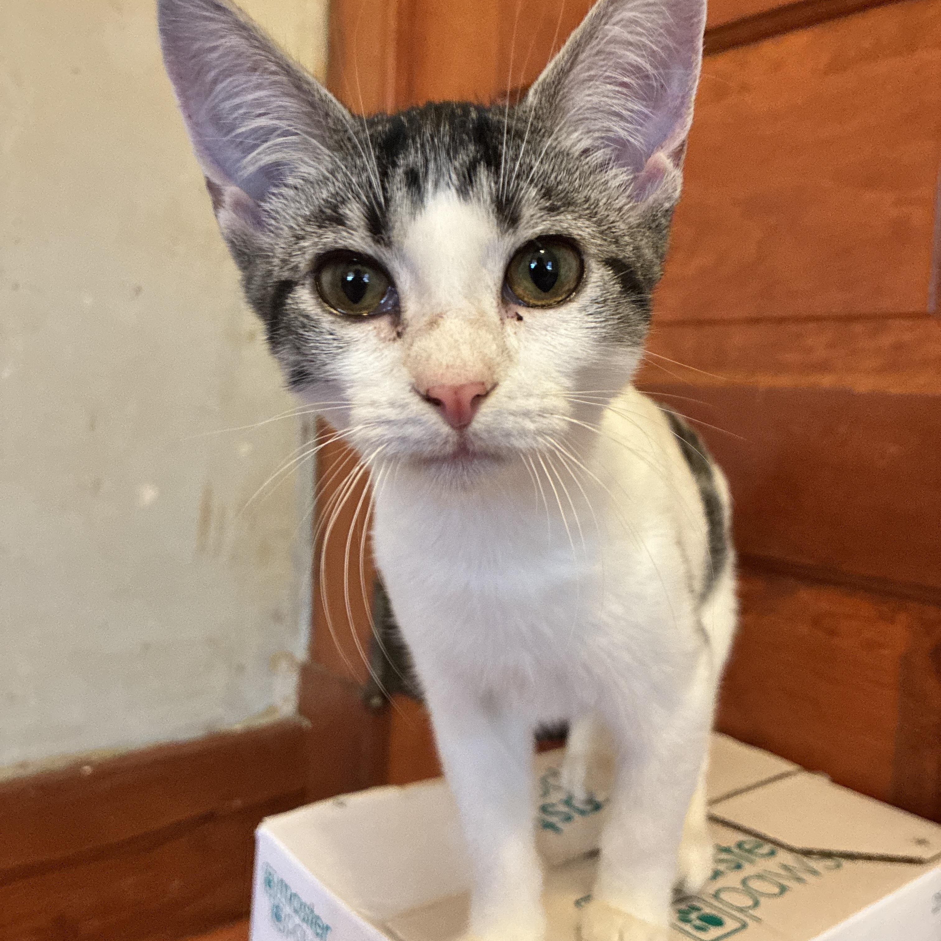 Lilly, a Adoptable Domestic Short Hair in Manhattan , KS image 4/5