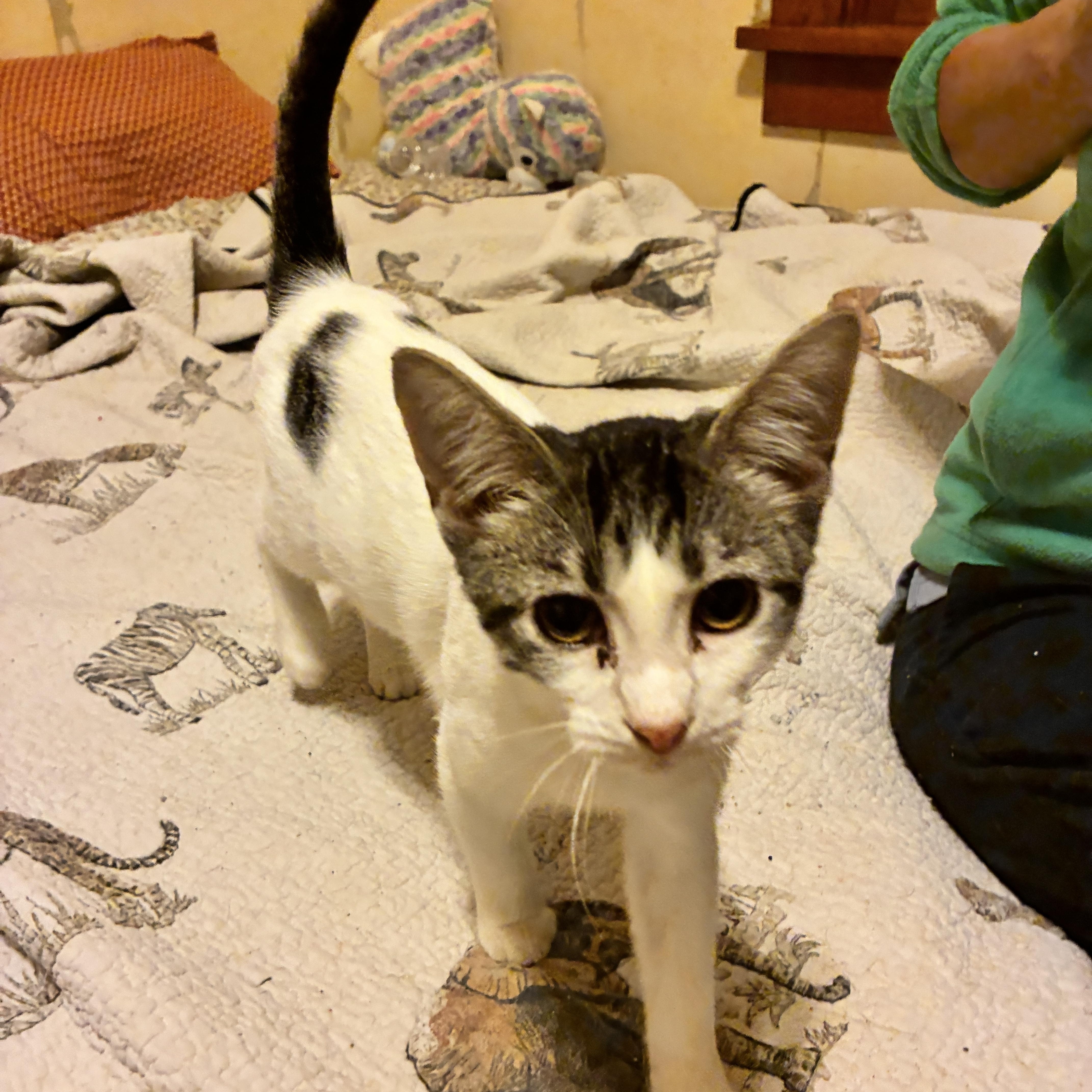 Lilly, a Adoptable Domestic Short Hair in Manhattan , KS image 5/5