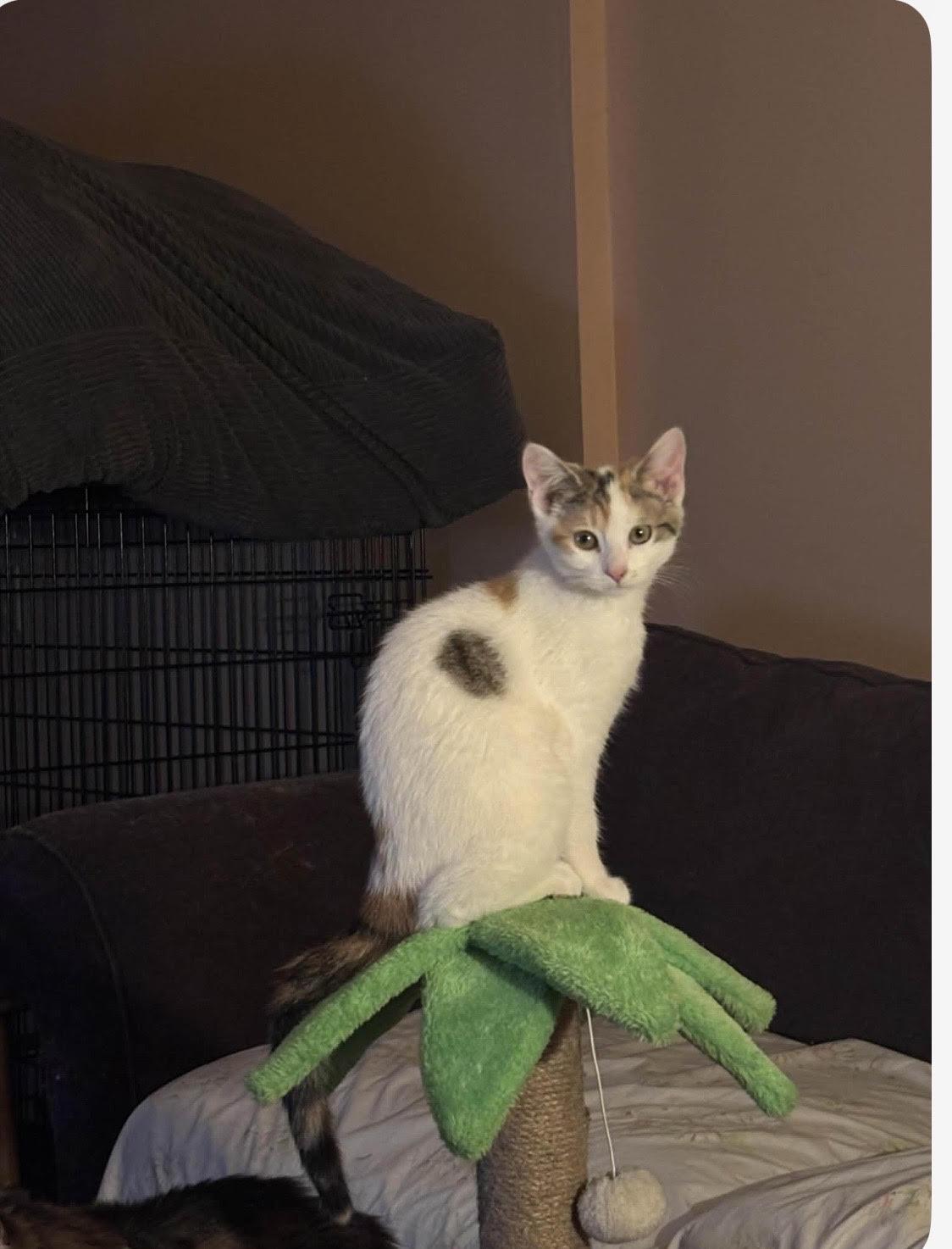 Enlarge Mork and Mindy (bonded pair), a ADOPTABLE mixed breed in Howell, MI image 2/2