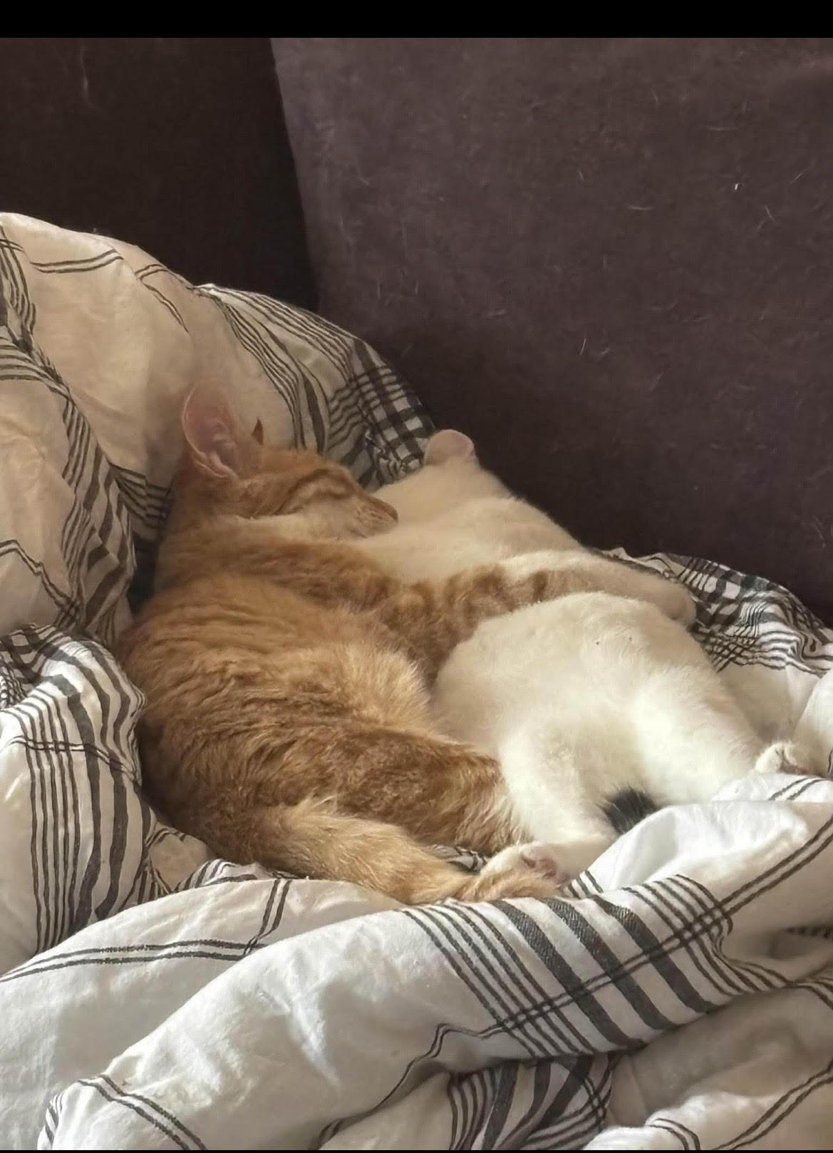 Enlarge Mork and Mindy (bonded pair), a ADOPTABLE mixed breed in Howell, MI image 1/2