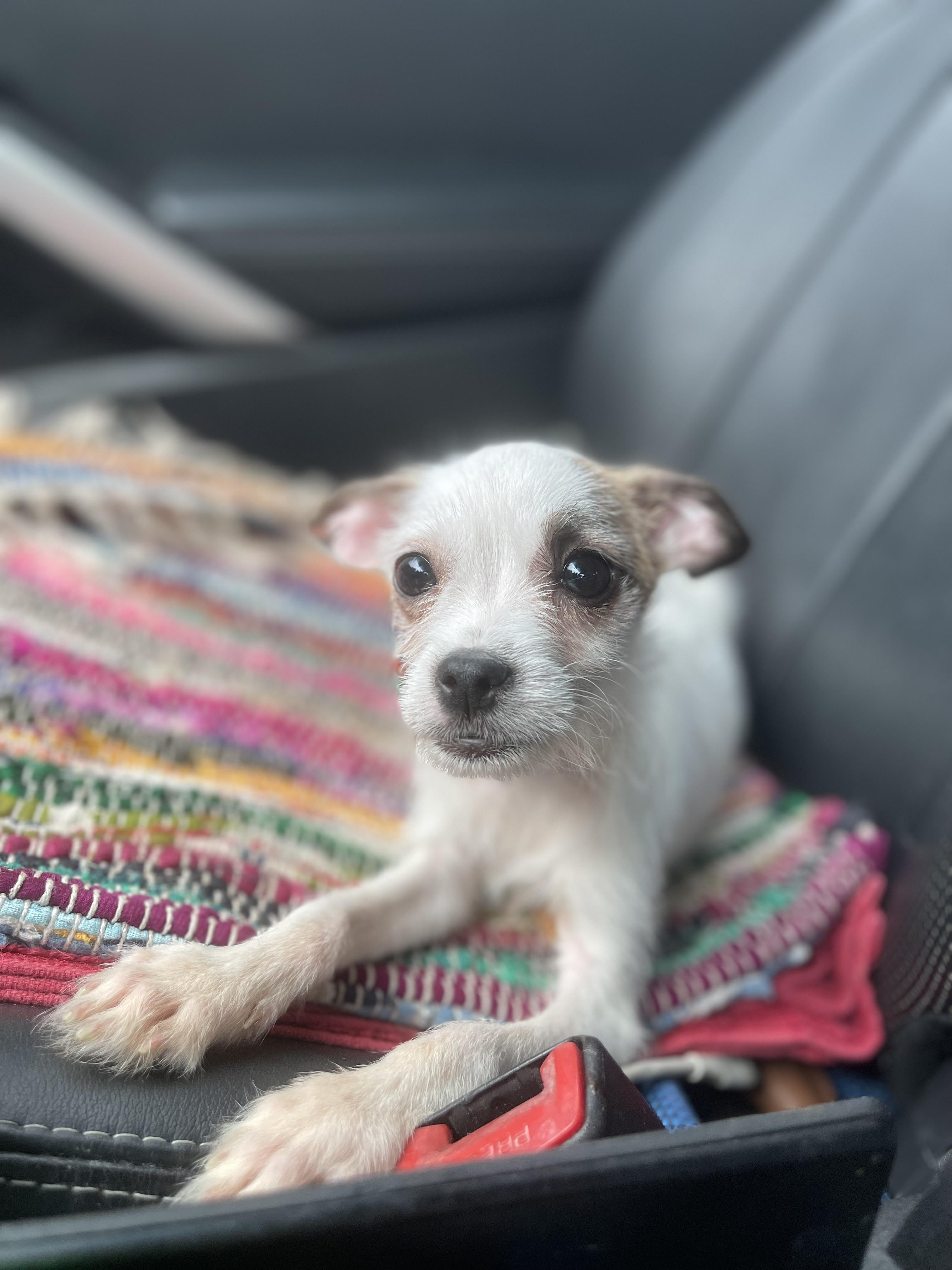 Casper II., an adopted mixed breed in Northlake, IL image 4/4