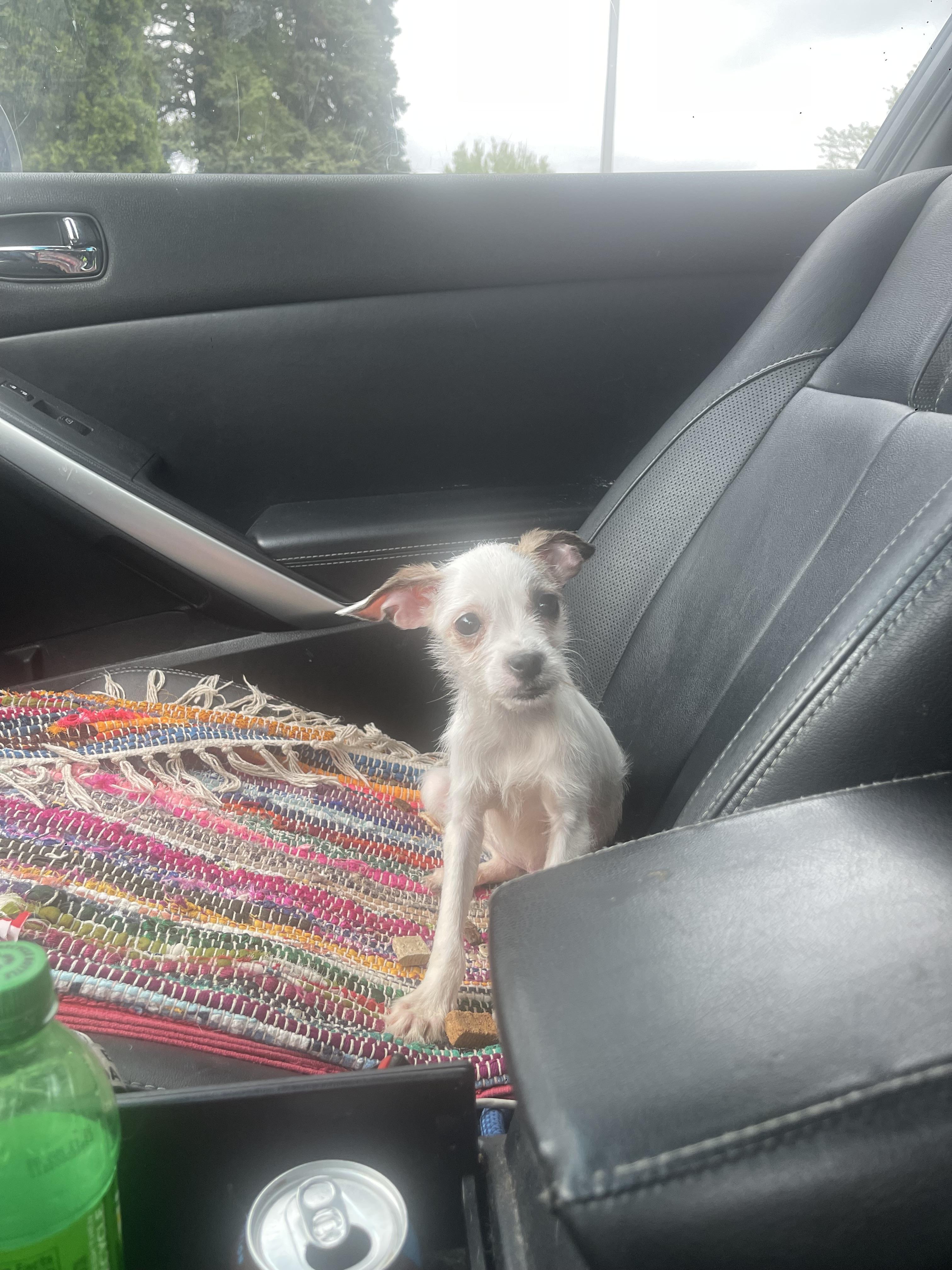 Casper II., an adopted mixed breed in Northlake, IL image 2/4