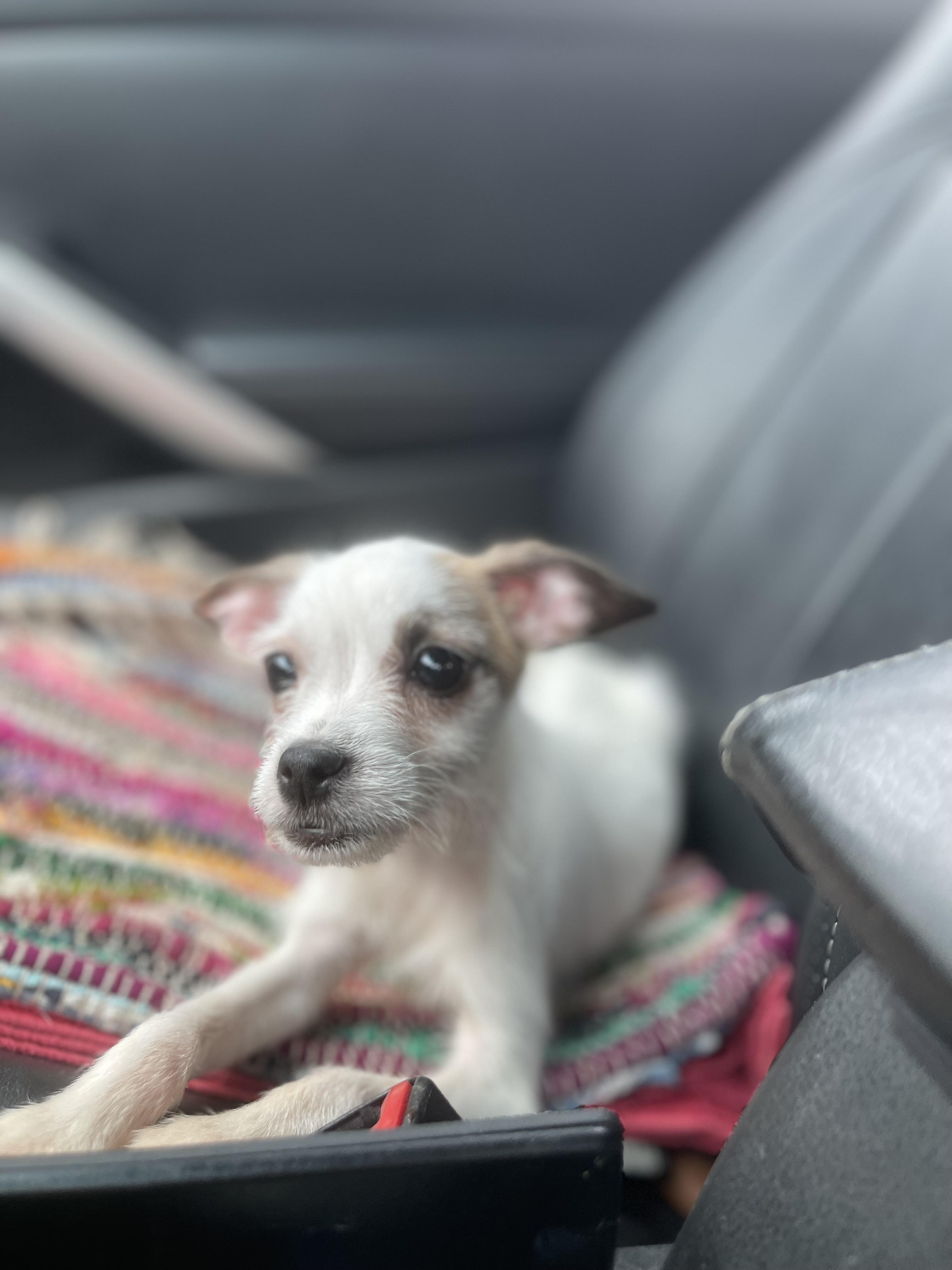 Casper II., adopted, Puppy Male Chihuahua & Yorkshire Terrier.