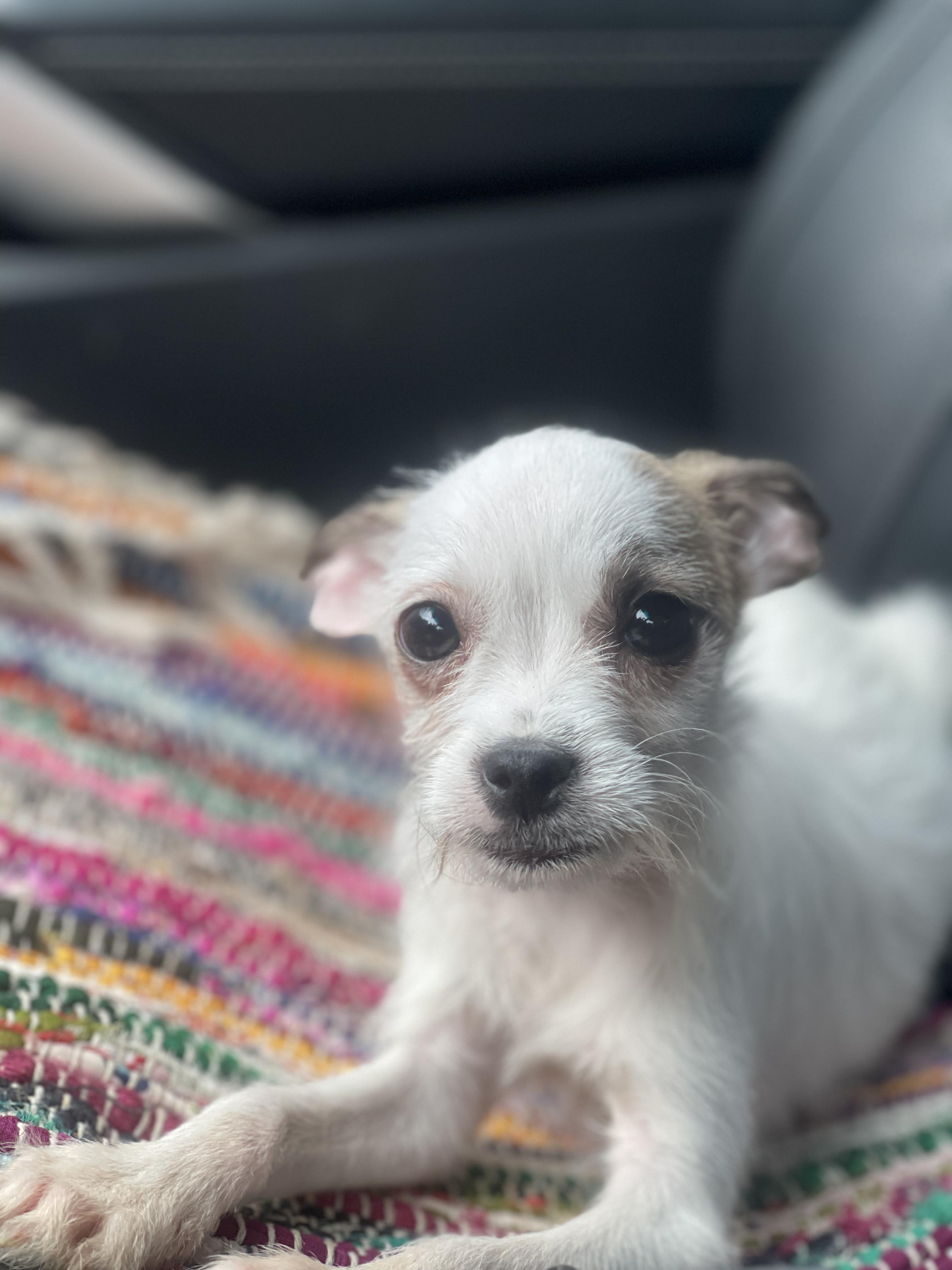 Casper II., an adopted mixed breed in Northlake, IL image 3/4