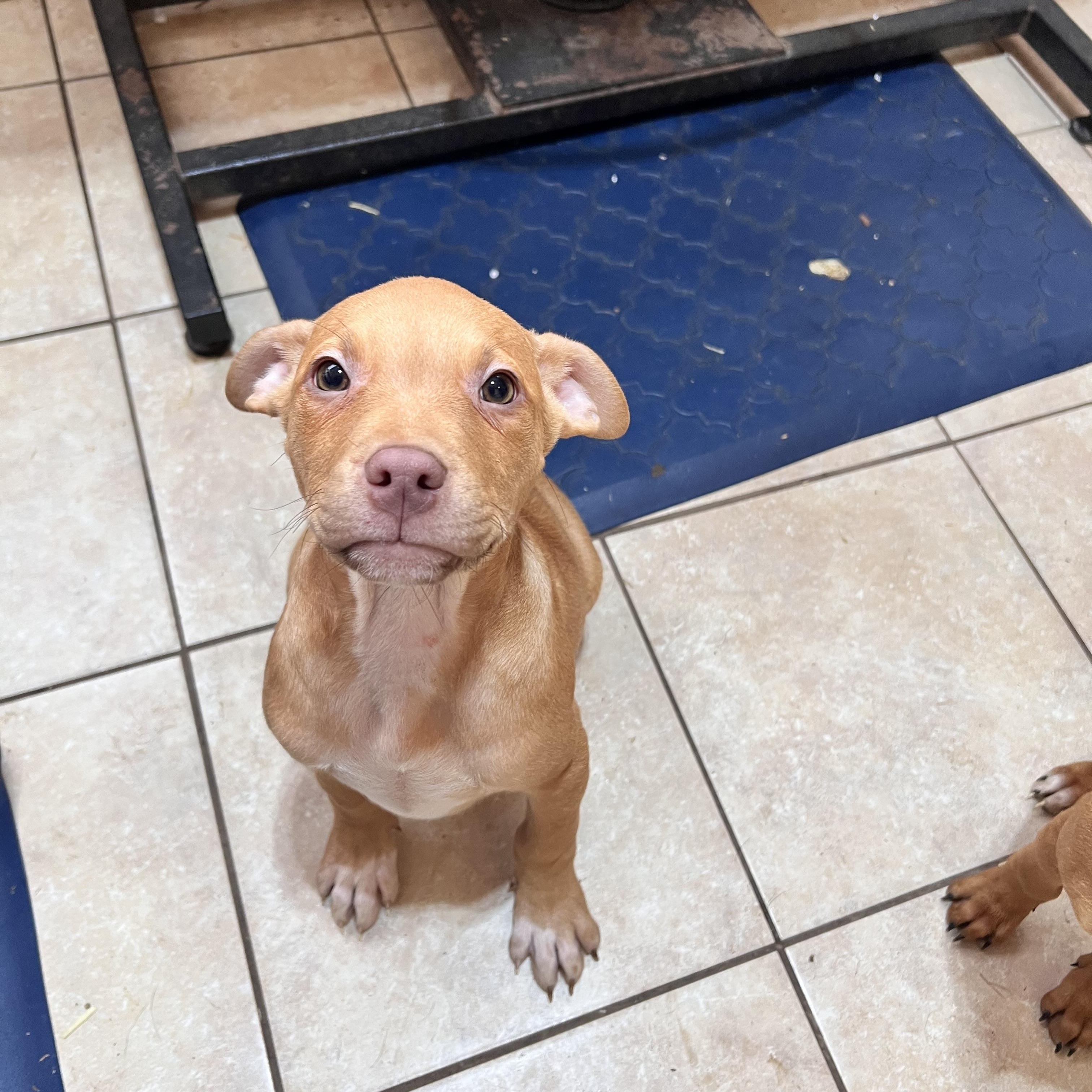 Jetson Zoom — thumbnail 2