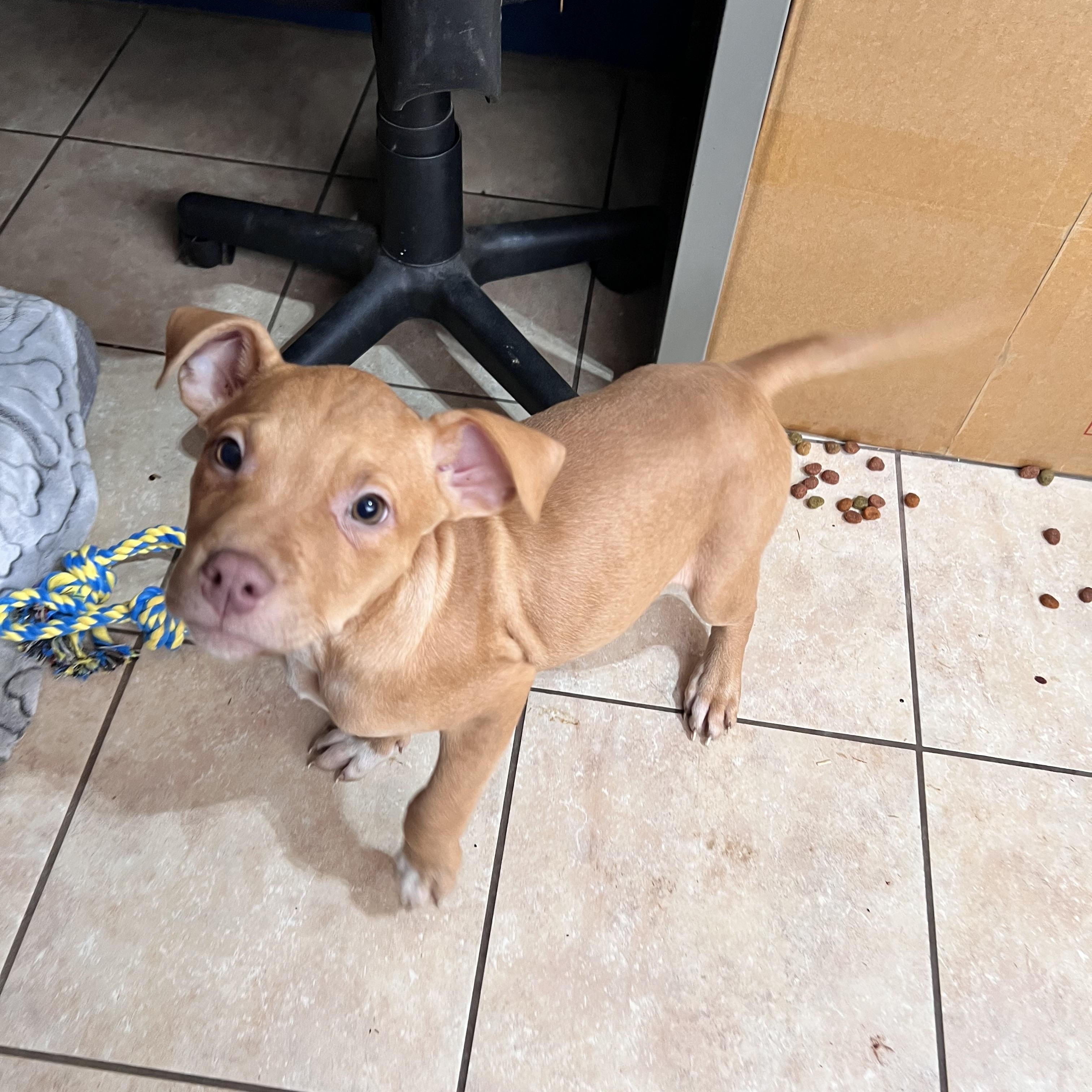 Jetson Zoom — thumbnail 3