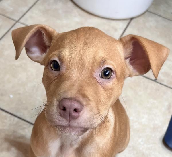 Jetson Zoom — thumbnail 4