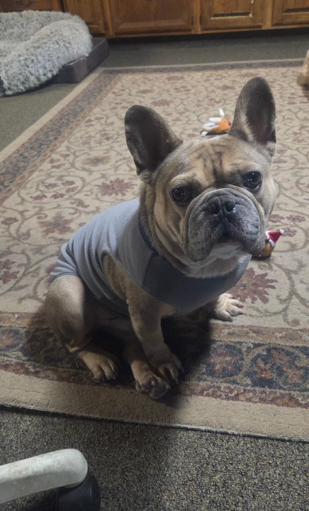 Enlarge Bogota, a Adoptable French Bulldog in Grantville, PA image 1/2