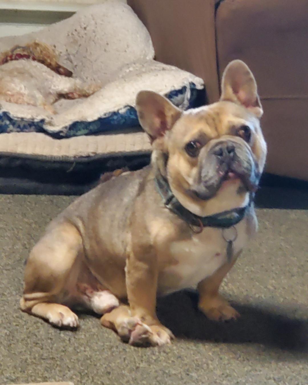 Enlarge Bogota, a Adoptable French Bulldog in Grantville, PA image 2/2