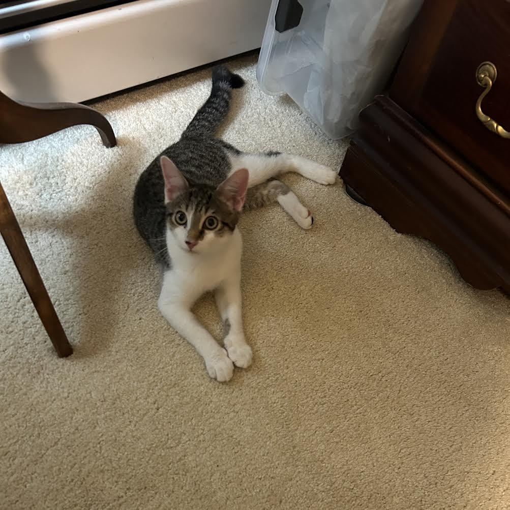 Jarnathan, Adoptable, Young Male Domestic Short Hair.