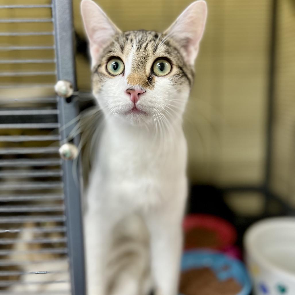 Jarnathan, a Adoptable Domestic Short Hair in Mount Laurel, NJ image 2/6