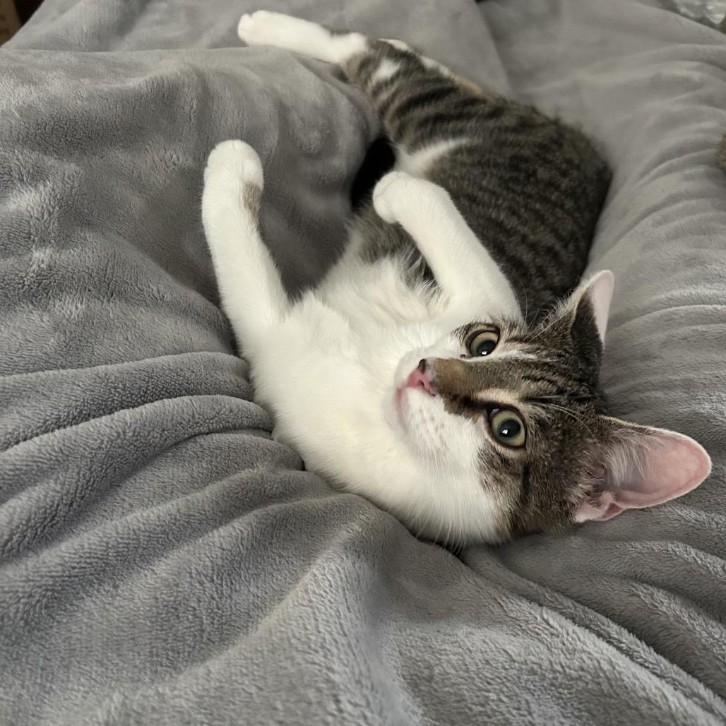 Jarnathan, a Adoptable Domestic Short Hair in Mount Laurel, NJ image 3/6