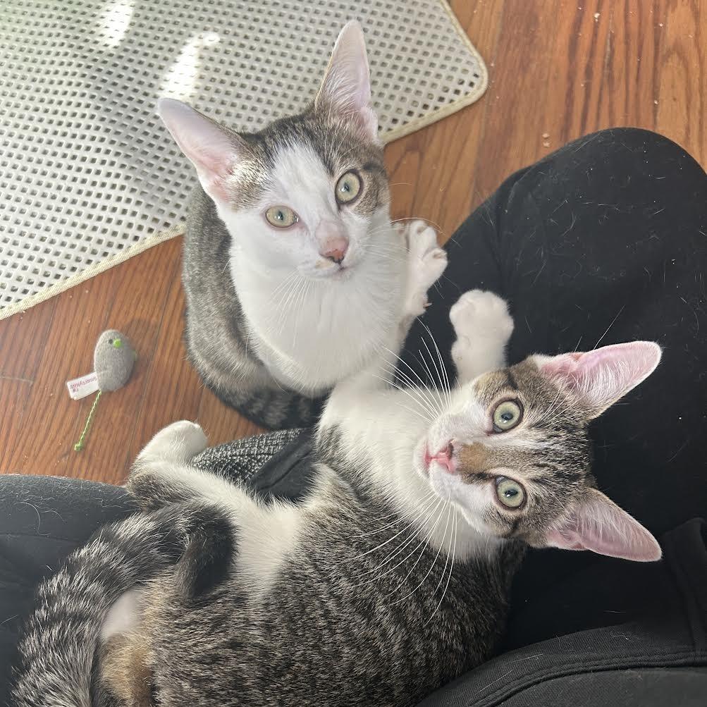 Jarnathan, a Adoptable Domestic Short Hair in Mount Laurel, NJ image 4/6