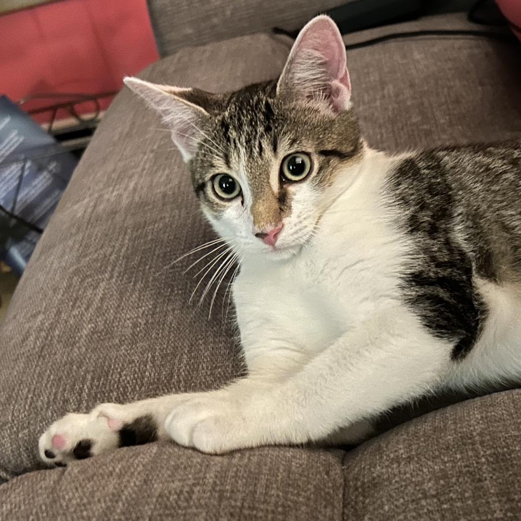 Jarnathan, a Adoptable Domestic Short Hair in Mount Laurel, NJ image 5/6