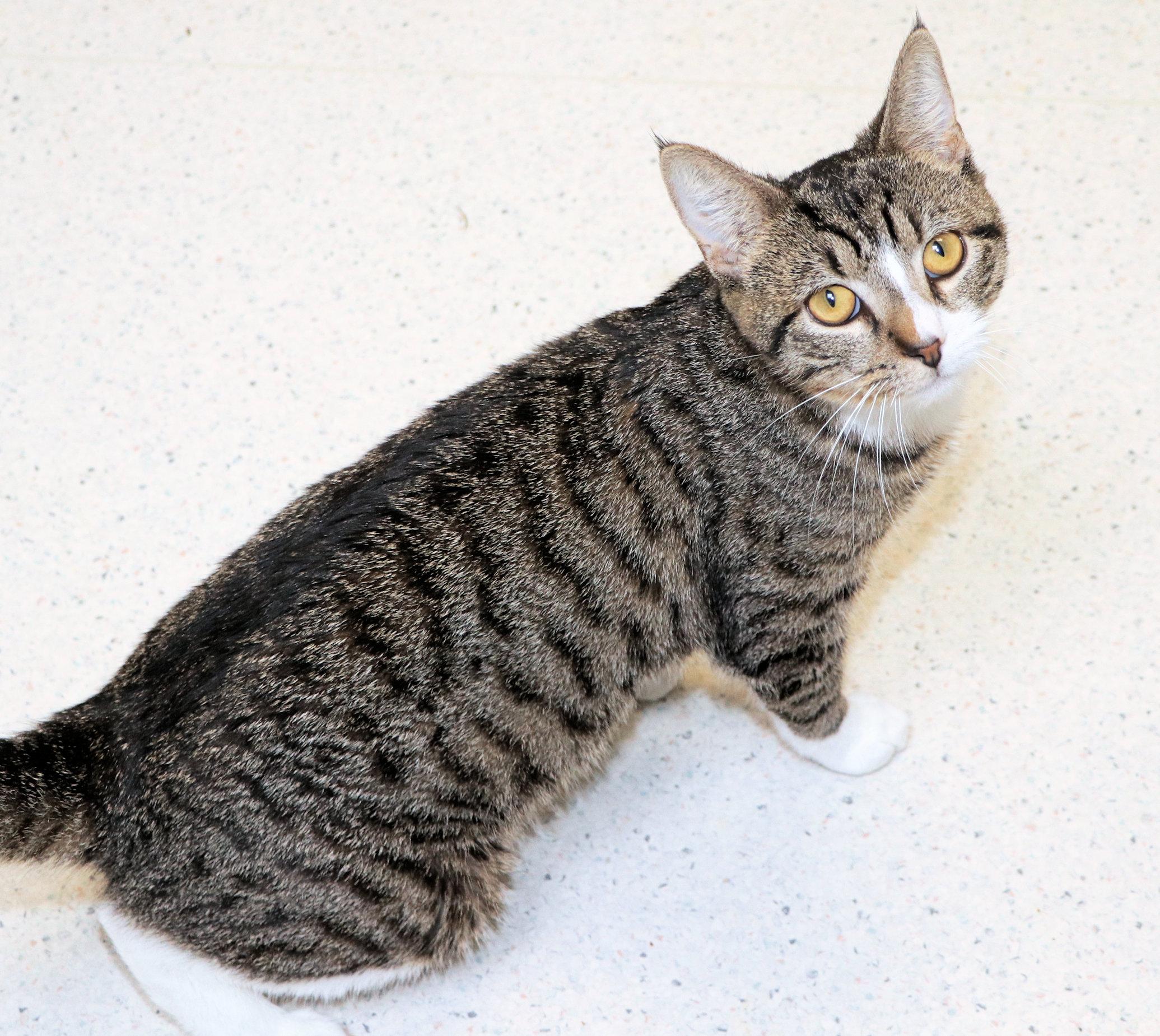 Enlarge Gus-Gus, an adopted Domestic Short Hair in Cincinnati, OH image 2/3