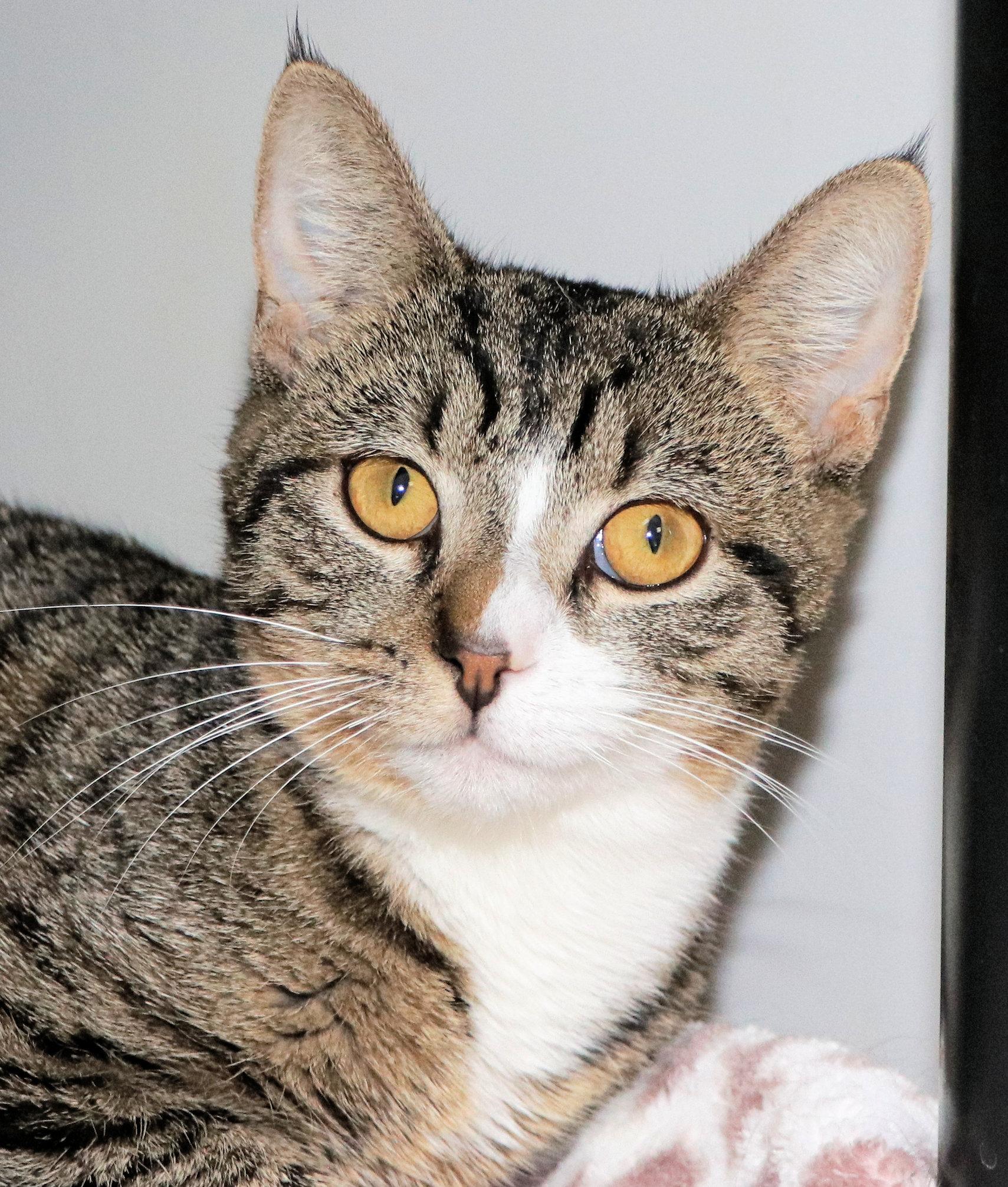 Gus-Gus, adopted, Adult Male Domestic Short Hair.