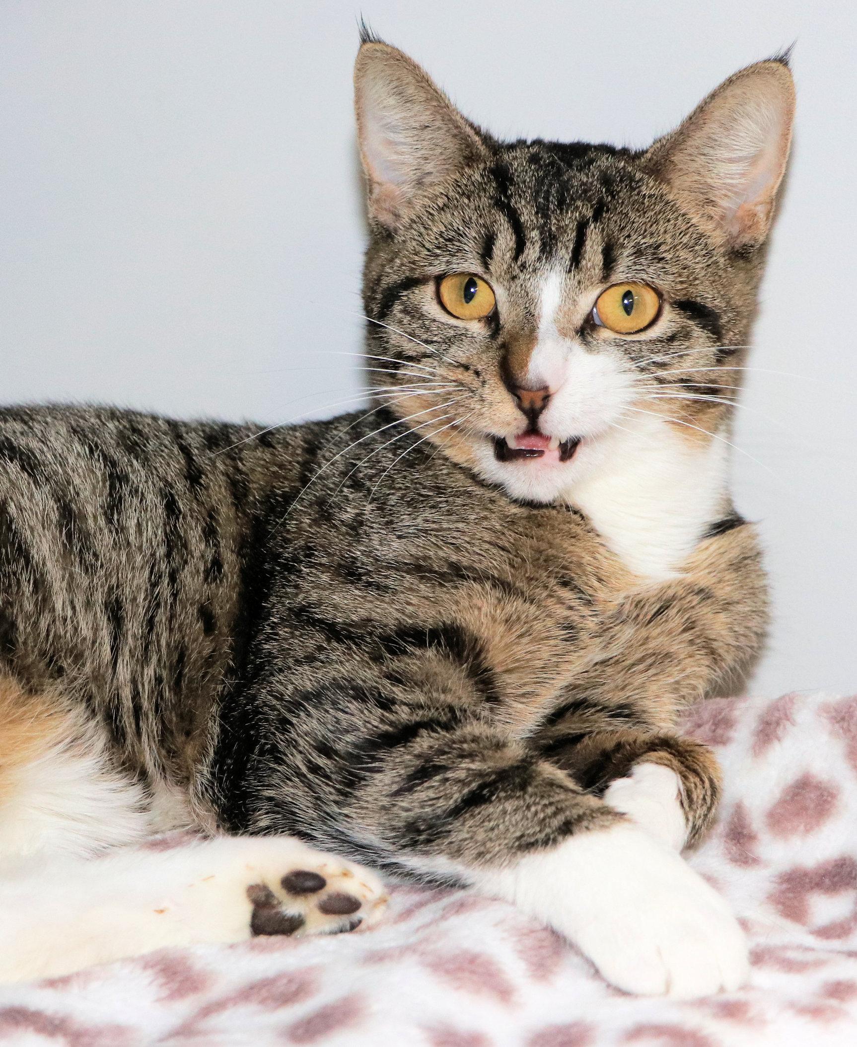 Enlarge Gus-Gus, an adopted Domestic Short Hair in Cincinnati, OH image 3/3