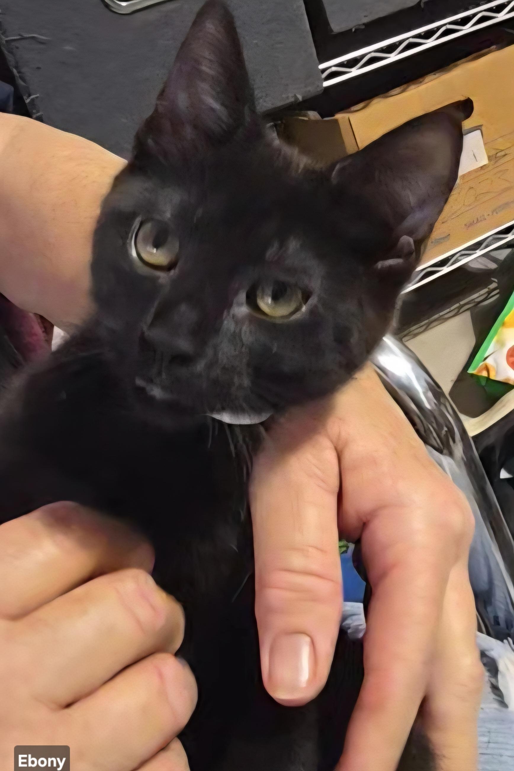 Ebony, a ADOPTABLE Domestic Short Hair in Stevensville, ON image 1/2