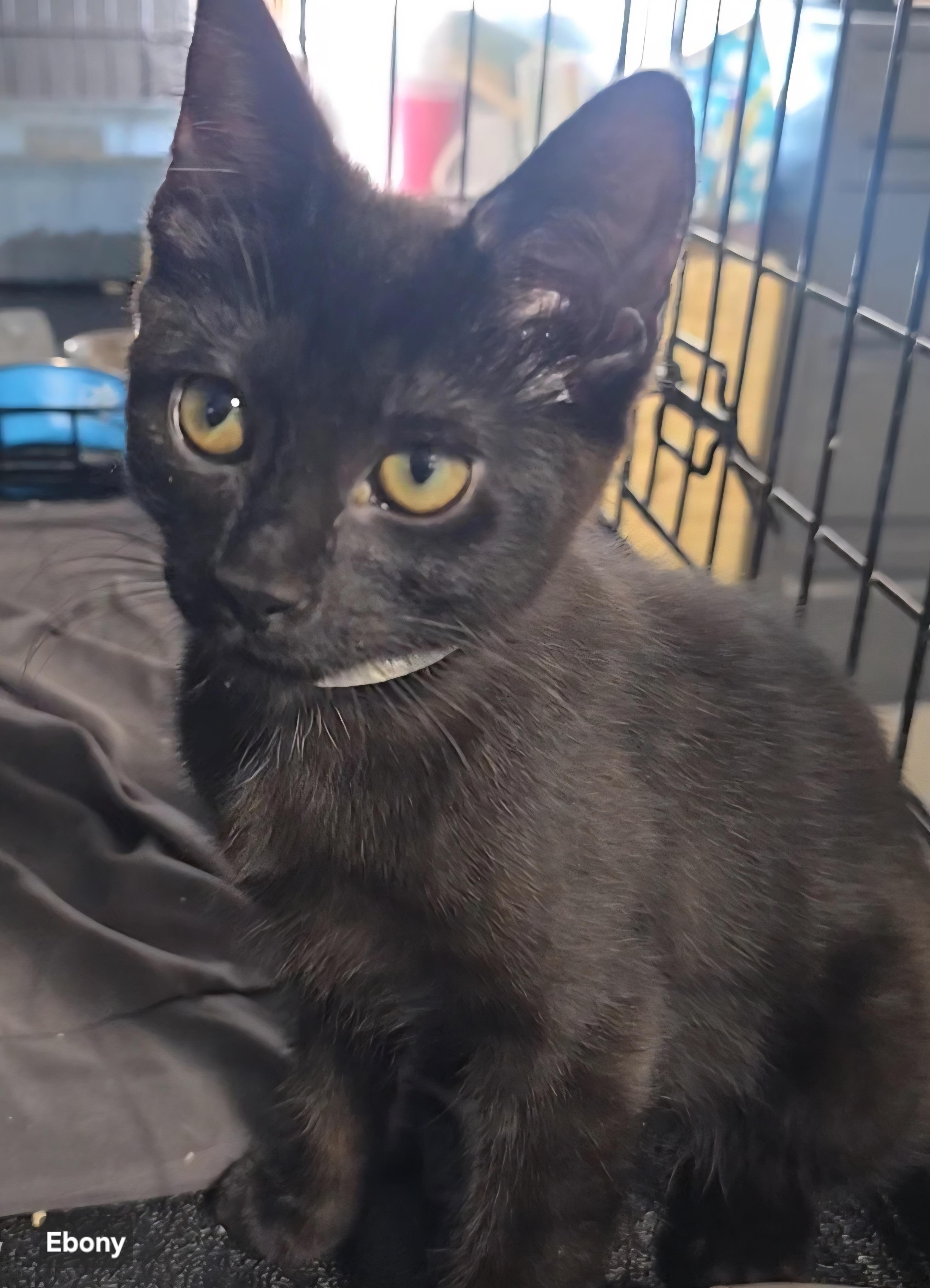 Ebony, a ADOPTABLE Domestic Short Hair in Stevensville, ON image 2/2