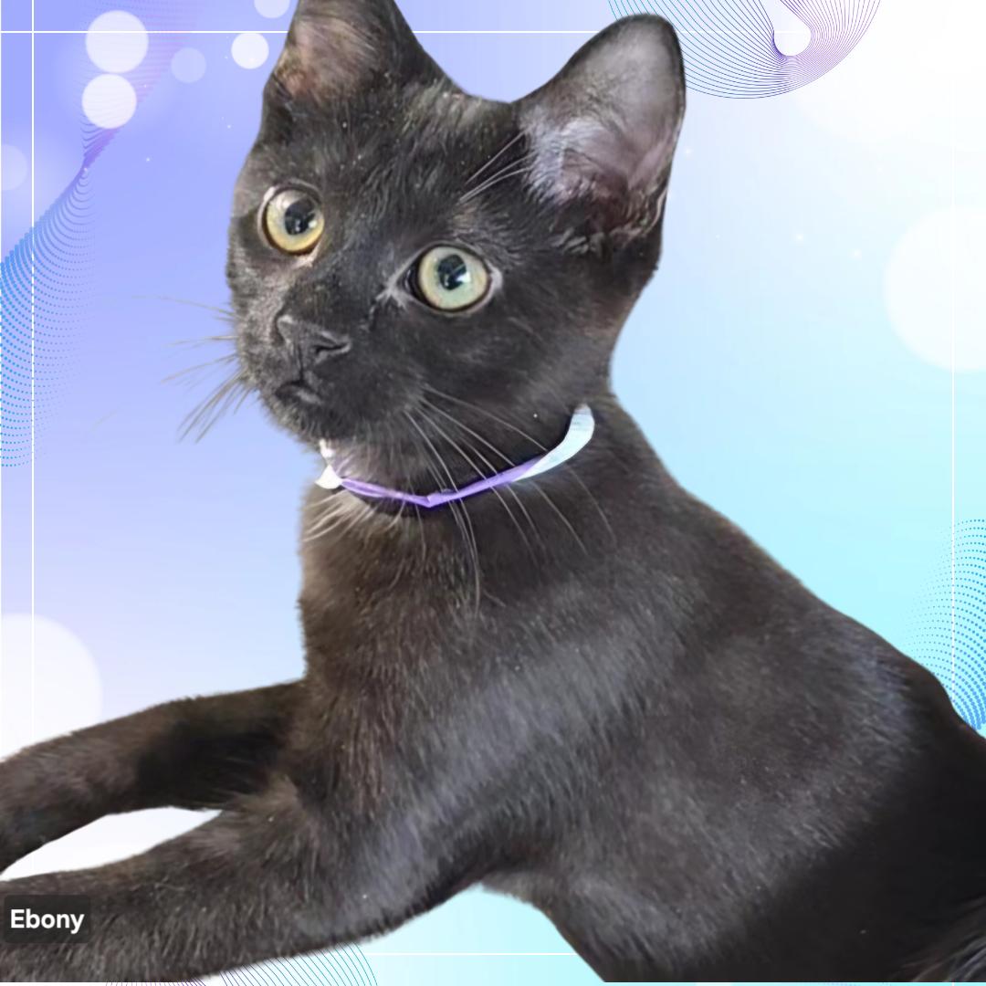 Ebony, ADOPTABLE, Young Female Domestic Short Hair.