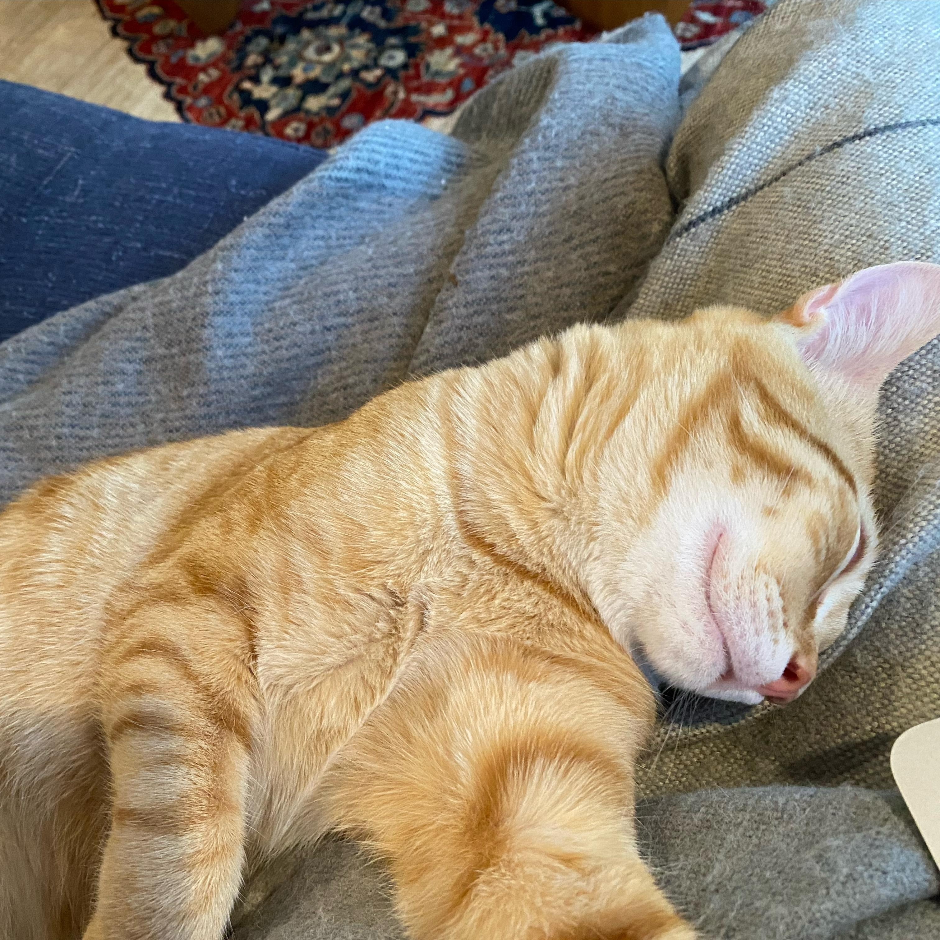 Archie, a Adoptable Domestic Short Hair in San Francisco, CA image 1/5