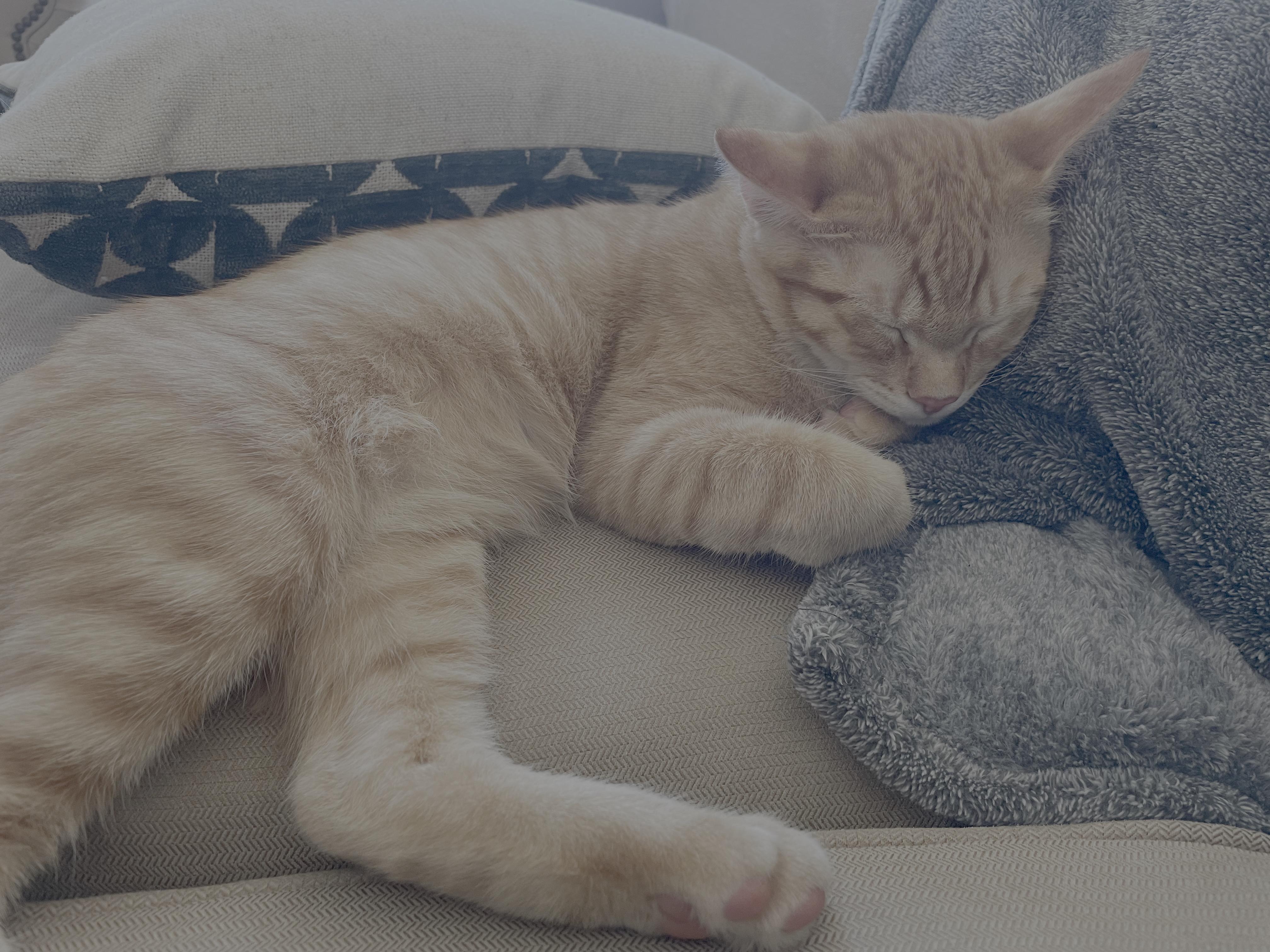 Archie, a Adoptable Domestic Short Hair in San Francisco, CA image 5/5