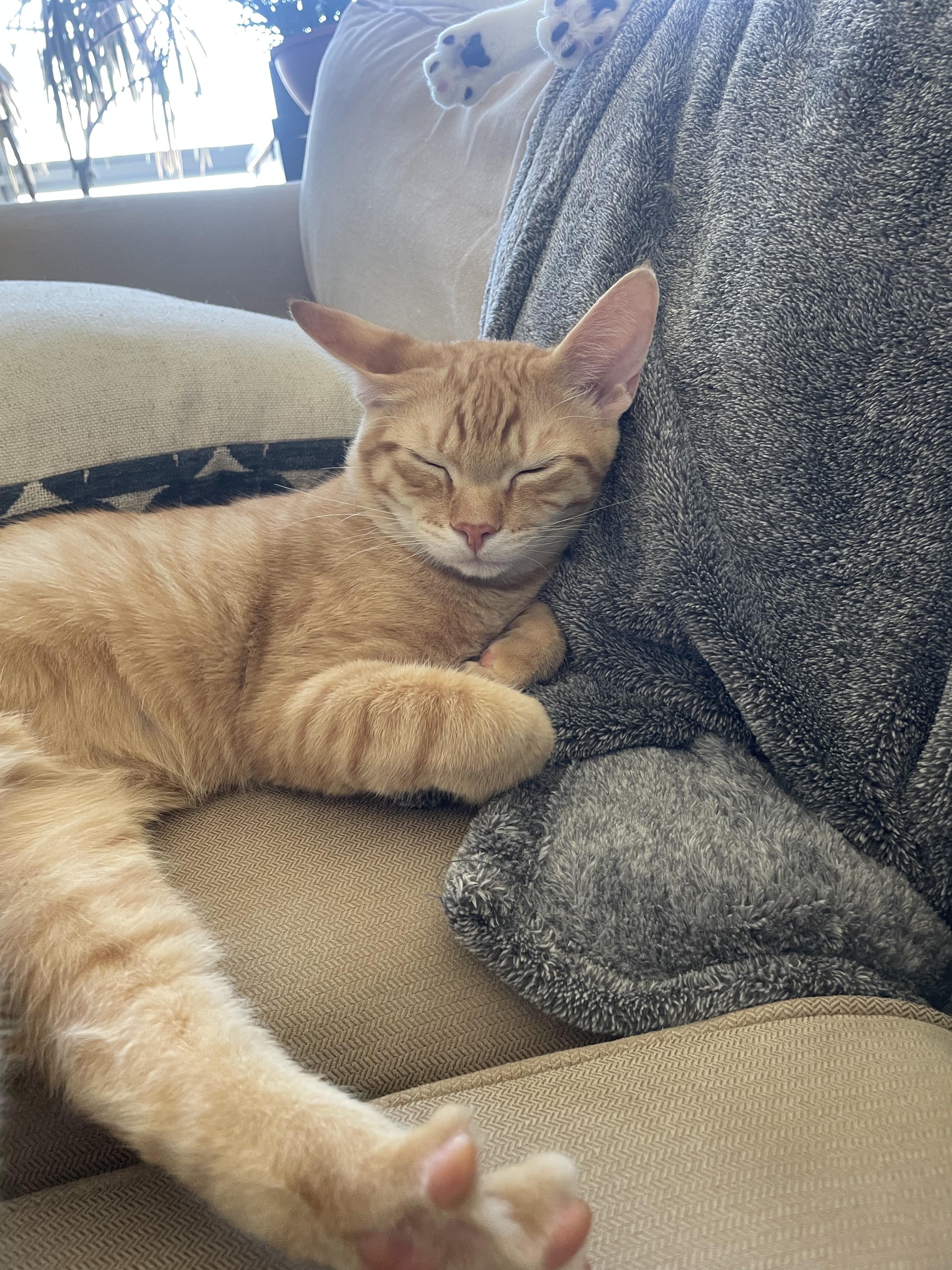 Archie, a Adoptable Domestic Short Hair in San Francisco, CA image 3/5