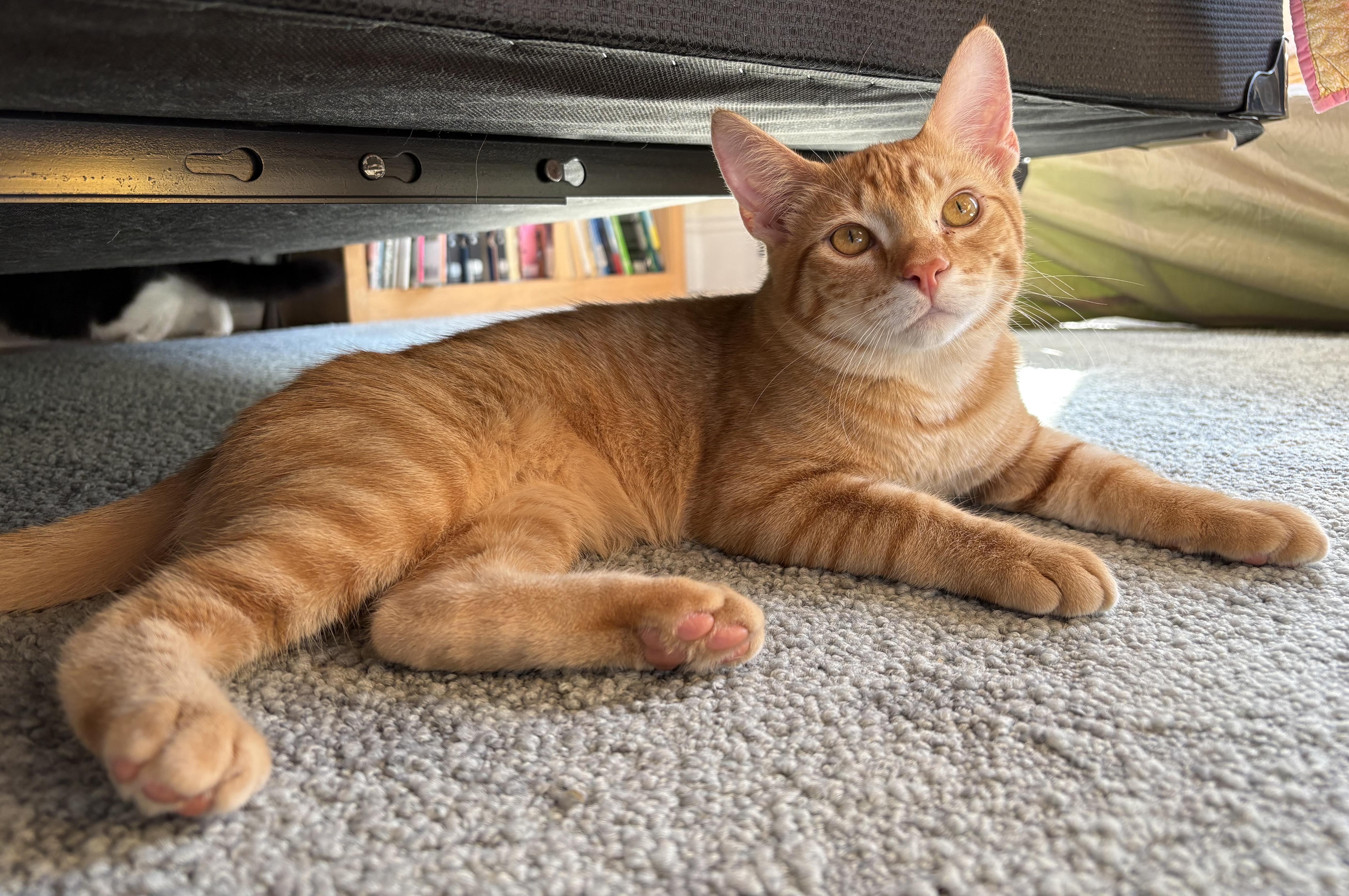 Archie, a Adoptable Domestic Short Hair in San Francisco, CA image 2/5