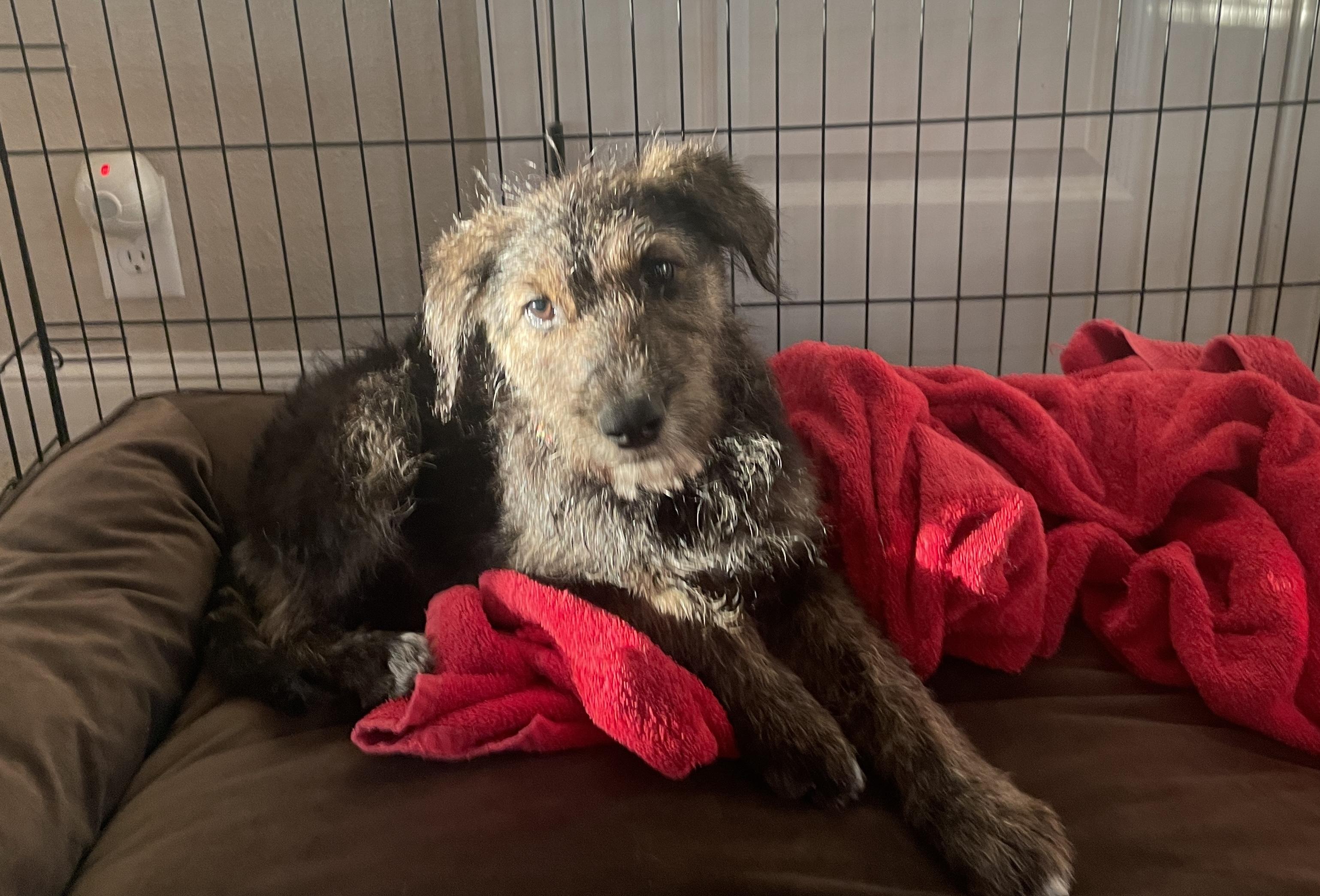 Macy, Adopted, Puppy Female German Wirehaired Pointer & Airedale Terrier.