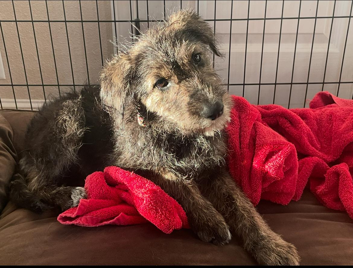 Macy, a Adopted mixed breed in Ephrata, WA image 2/3