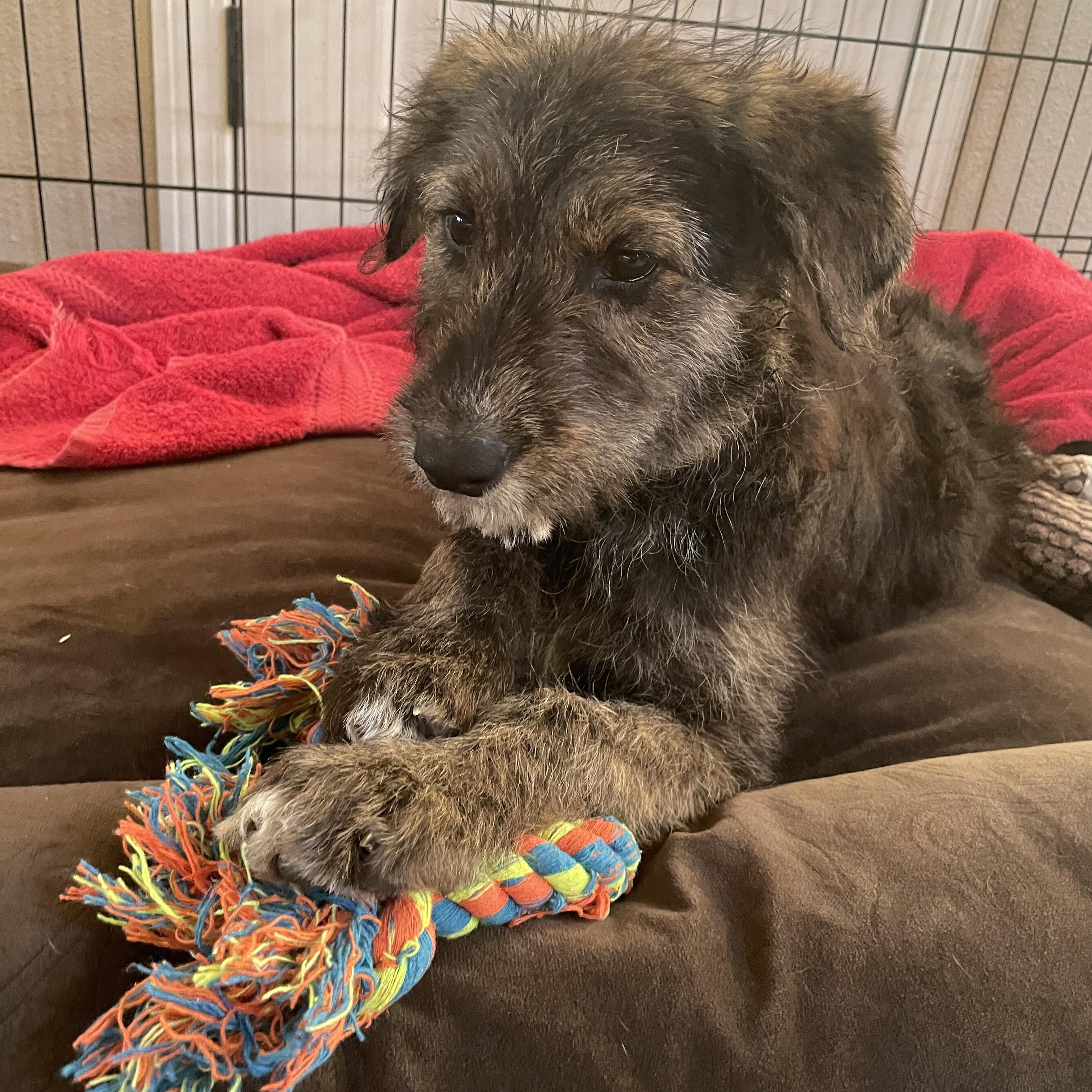 Macy, a Adopted mixed breed in Ephrata, WA image 3/3