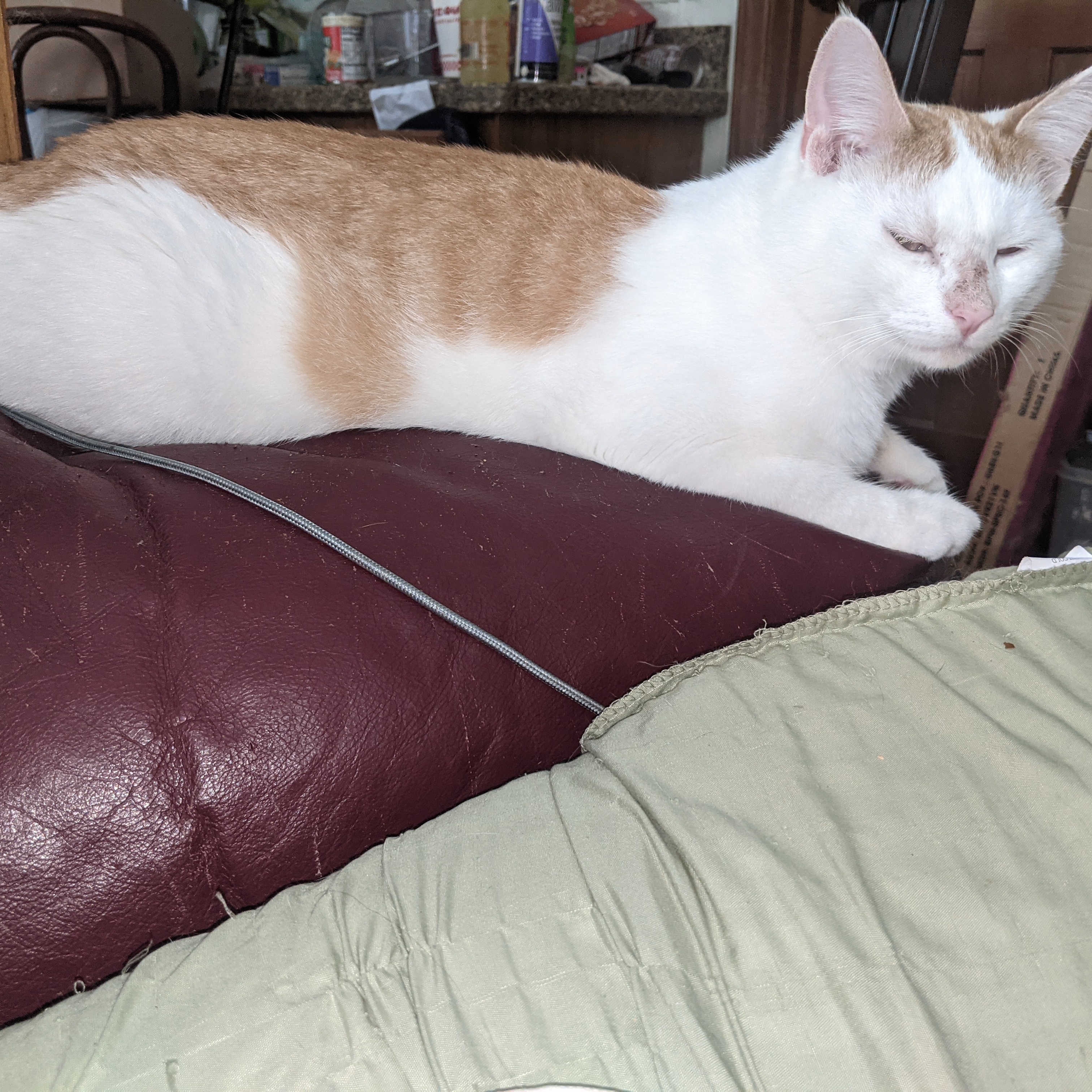 Enlarge Julius, a Adoptable Domestic Short Hair in Charlotte, NC image 2/5