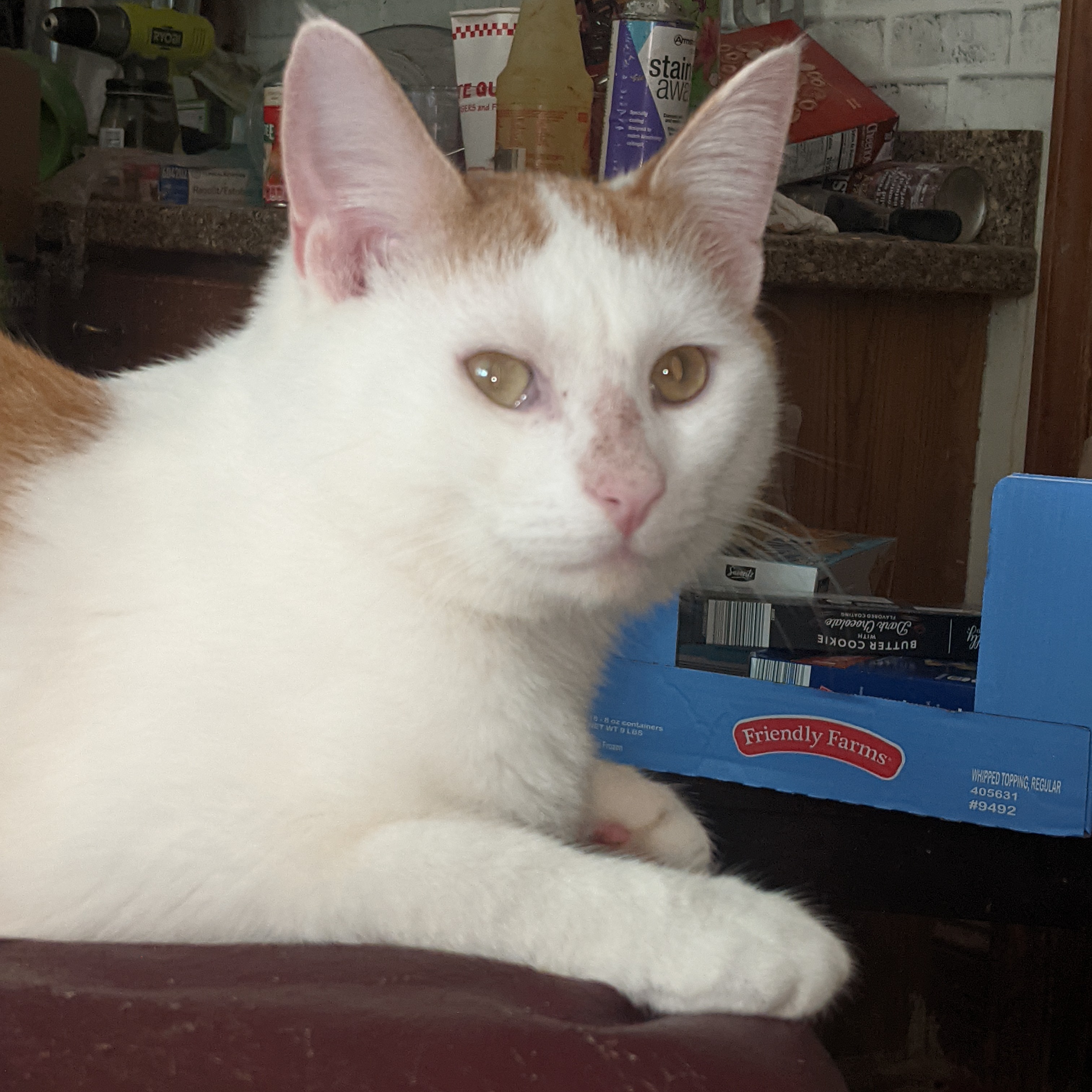 Julius, Adoptable, Adult Male Domestic Short Hair.