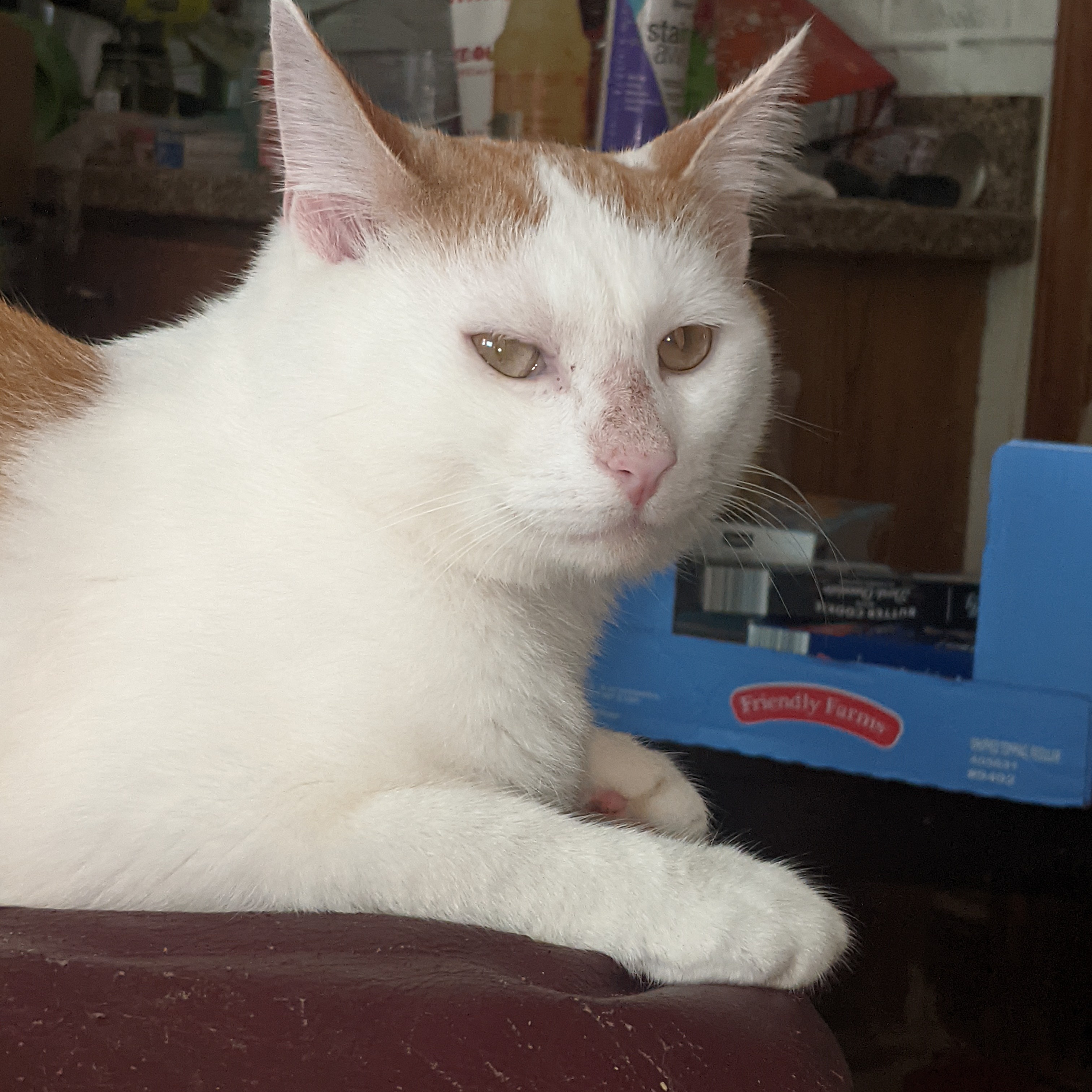 Enlarge Julius, a Adoptable Domestic Short Hair in Charlotte, NC image 4/5