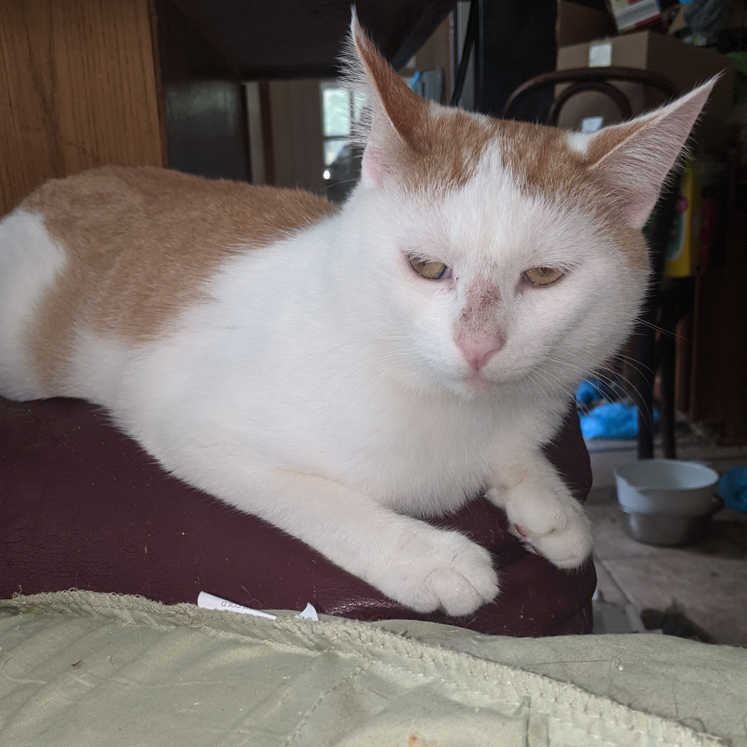 Enlarge Julius, a Adoptable Domestic Short Hair in Charlotte, NC image 5/5