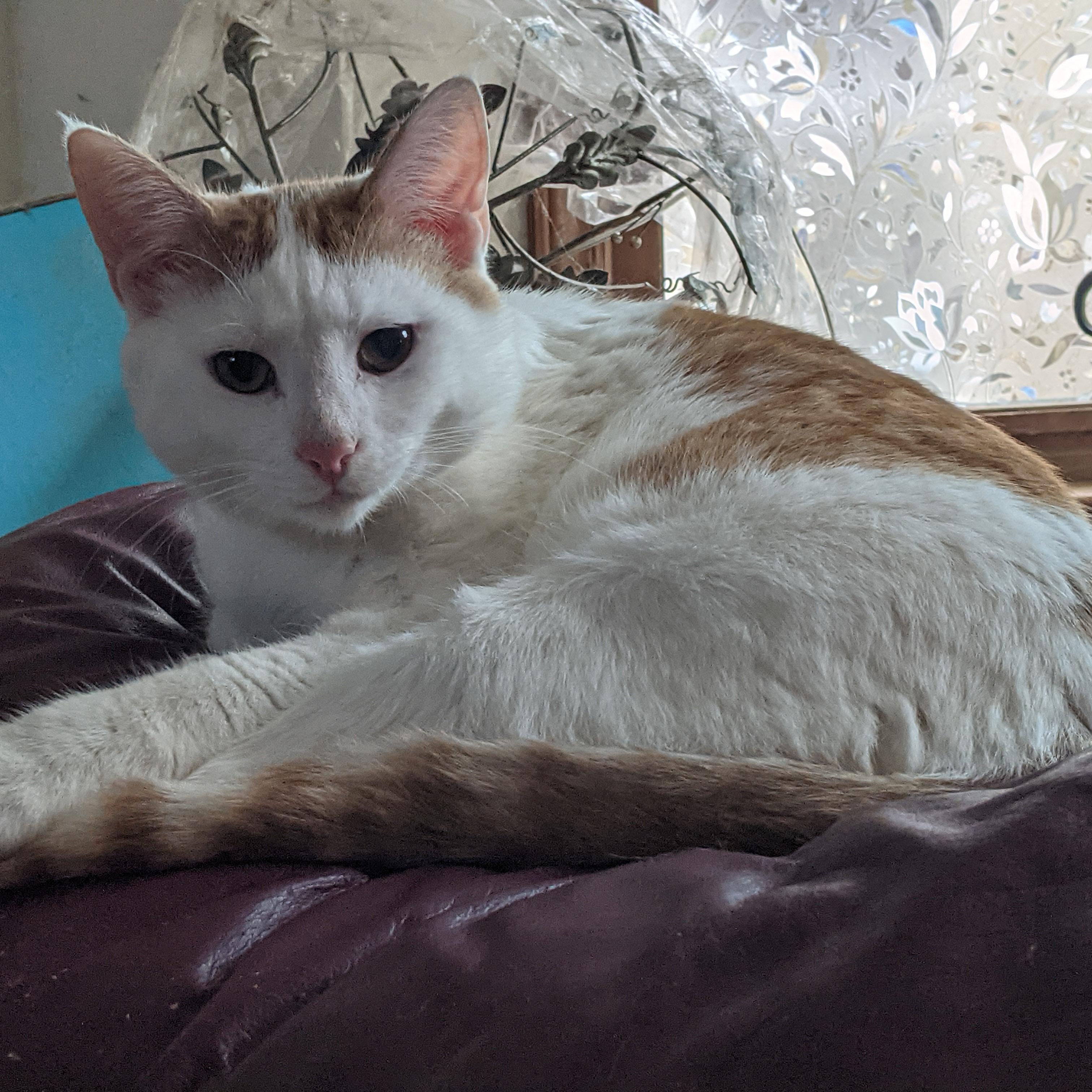 Enlarge Julius, a Adoptable Domestic Short Hair in Charlotte, NC image 3/5