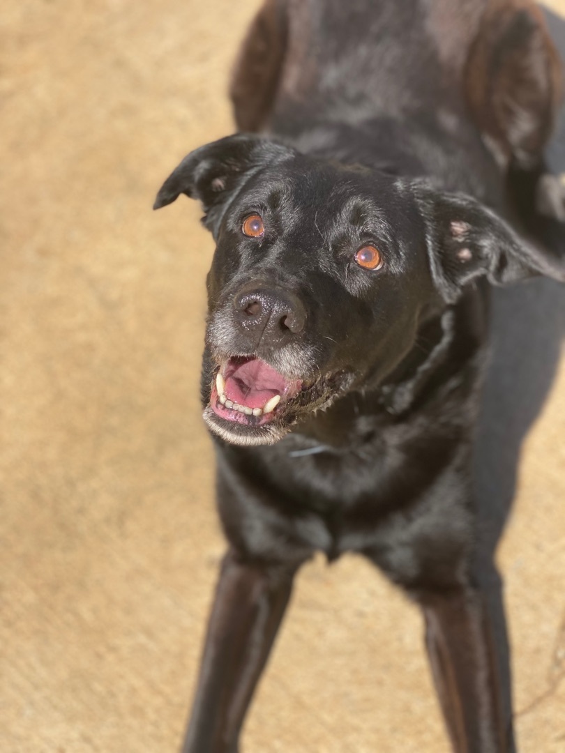 Frenchie thumbnail 2