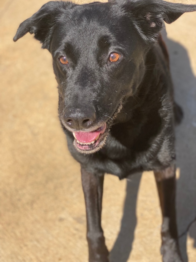 Frenchie thumbnail 3