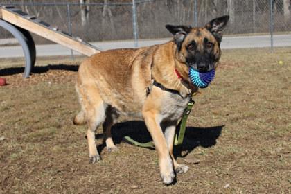 Xena, a Adoptable mixed breed in Kansas City, MO image 1/3