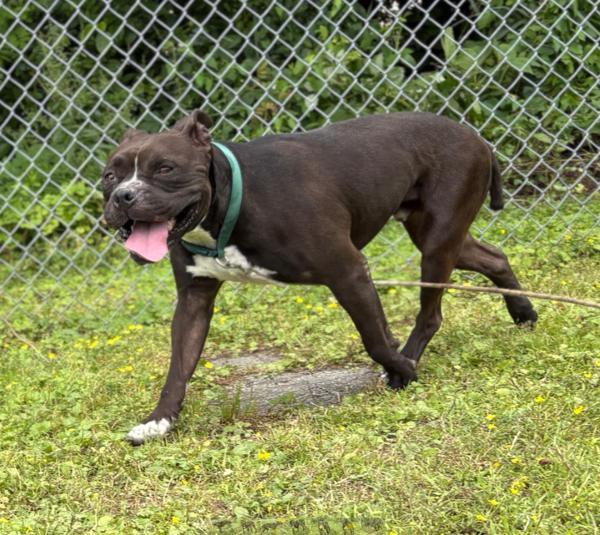 Titan, Adoptable, Adult Male American Bulldog.