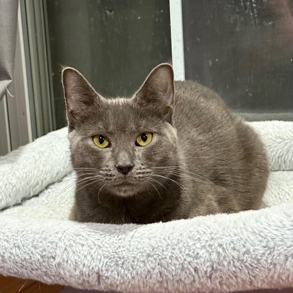 Enlarge Mojito, a Adoptable Domestic Short Hair in Gibsonia, PA image 1/6