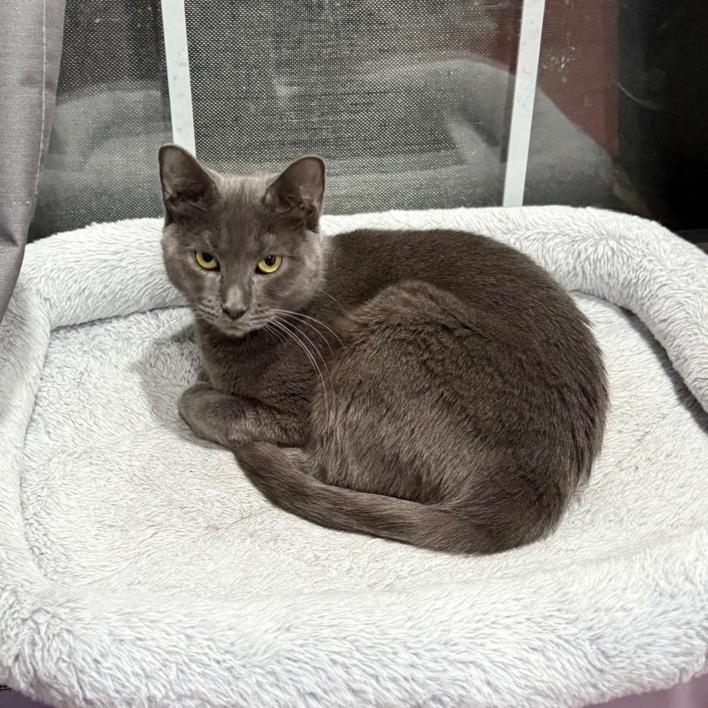 Enlarge Mojito, a Adoptable Domestic Short Hair in Gibsonia, PA image 2/6