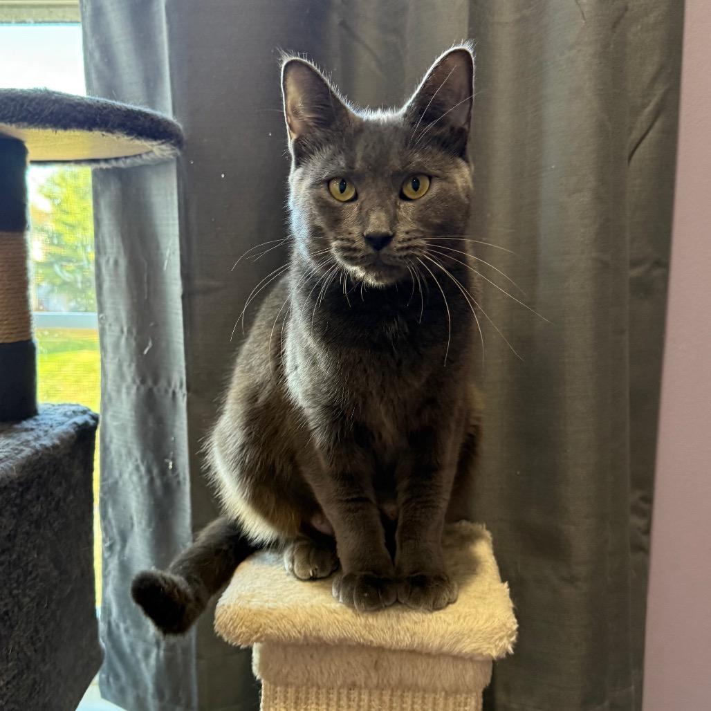 Enlarge Mojito, a Adoptable Domestic Short Hair in Gibsonia, PA image 3/6